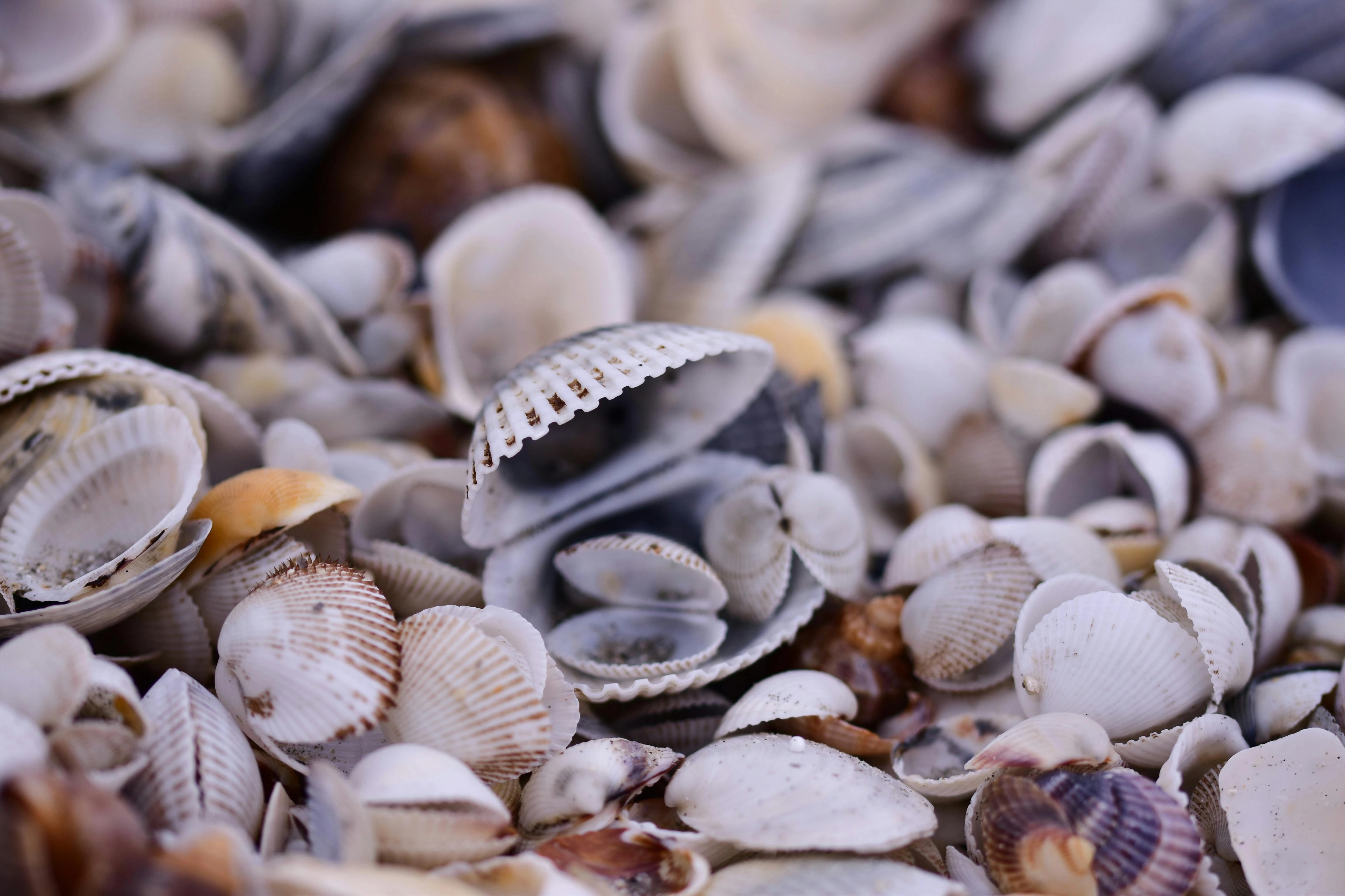 Seashells on Sandy Beach Seashells on Sandy Beach