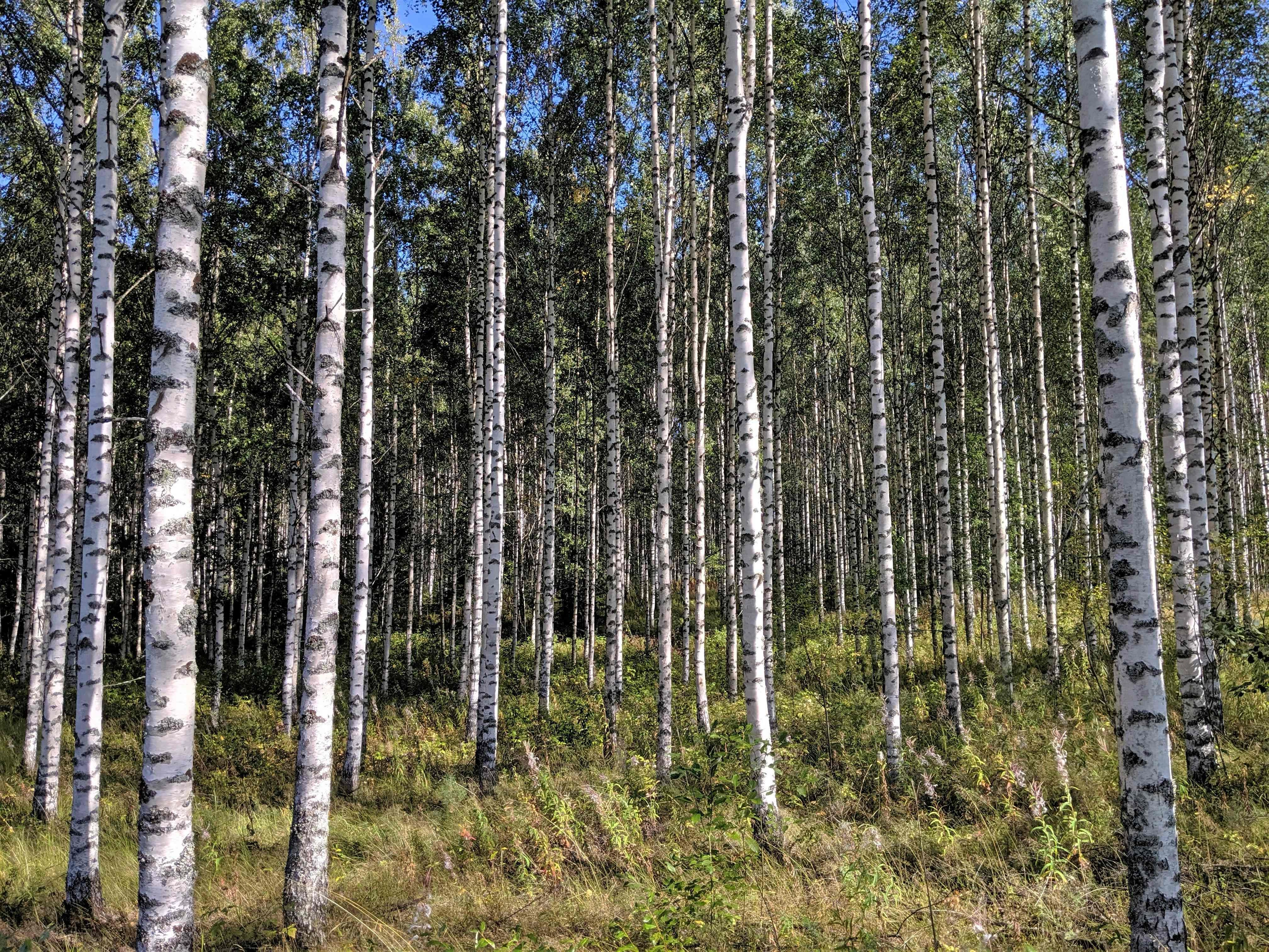 Serene Birch Forest Grove
