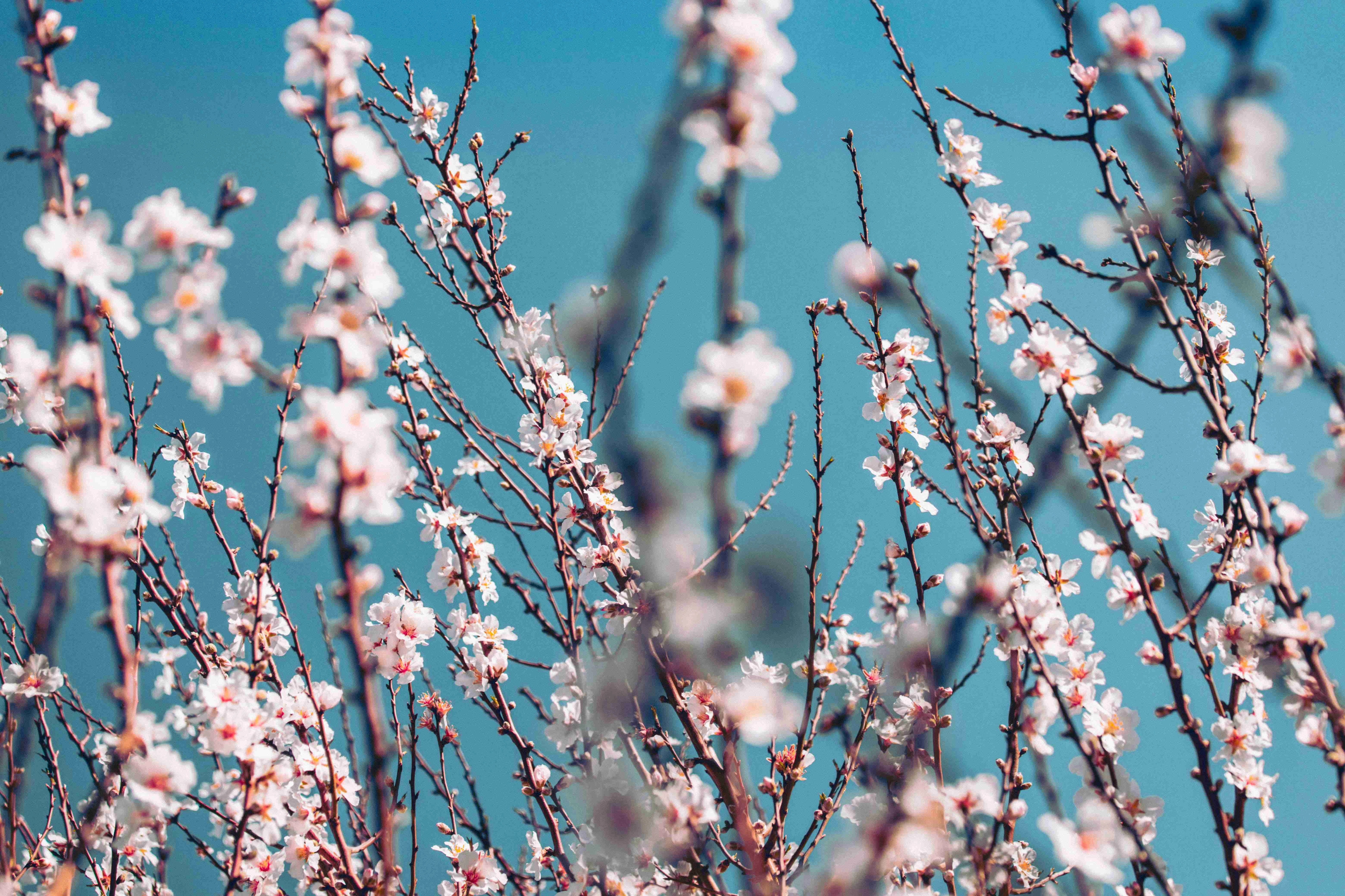 Spring Cherry Blossoms Blooming Spring Cherry Blossoms Blooming