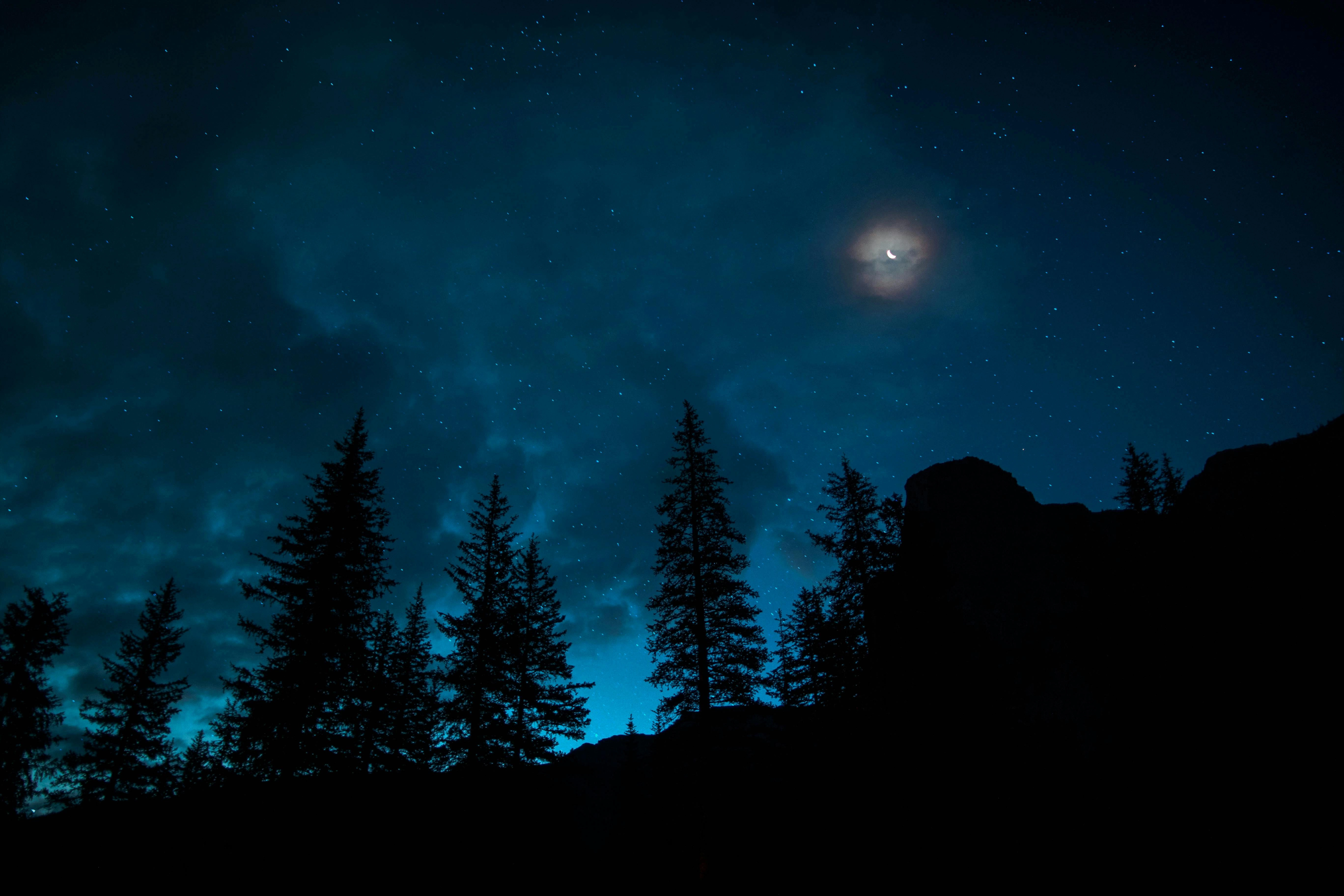 Starry Night Forest Silhouette