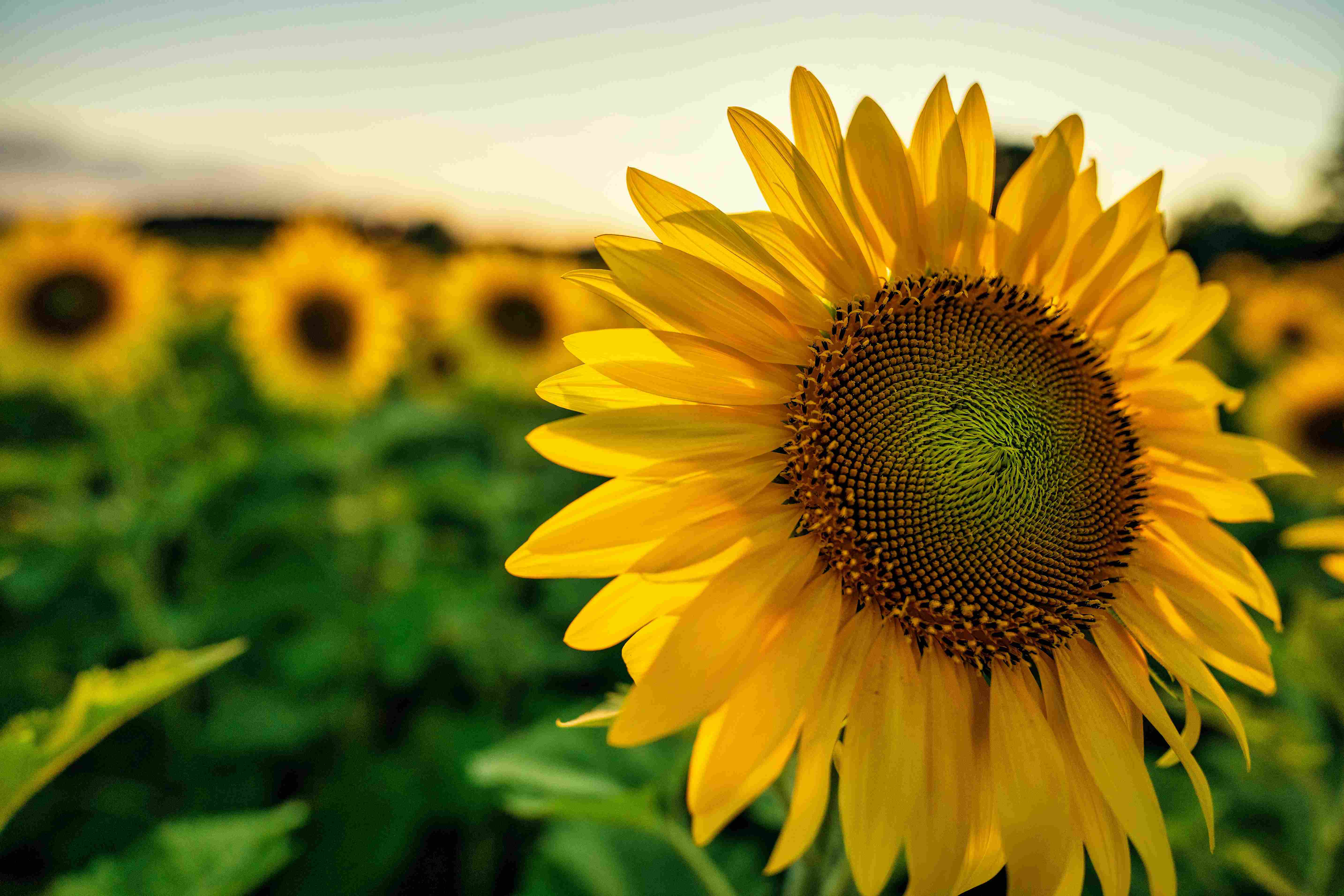Sunflower Field at Sunset