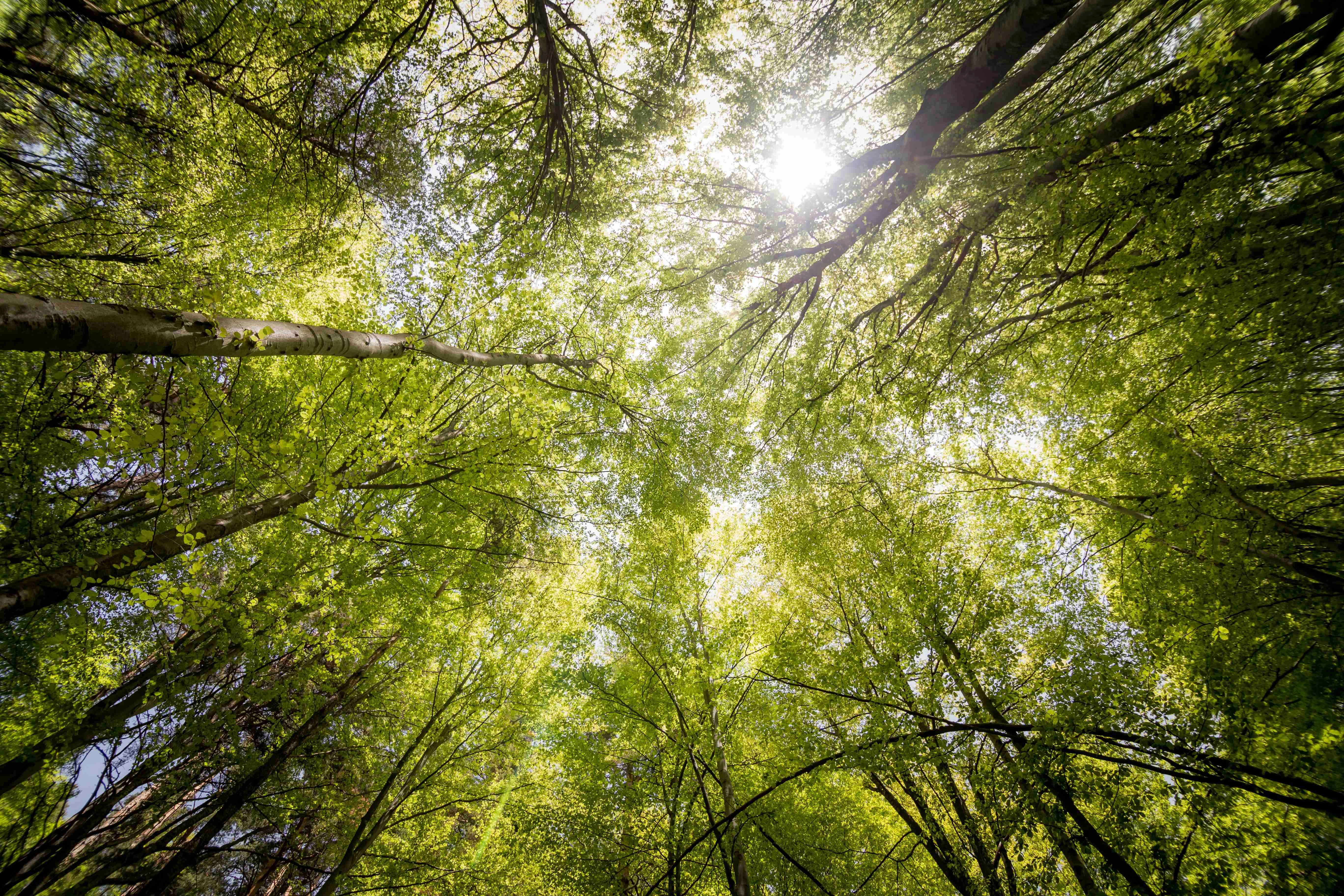 Sunlit Forest Canopy View Sunlit Forest Canopy View