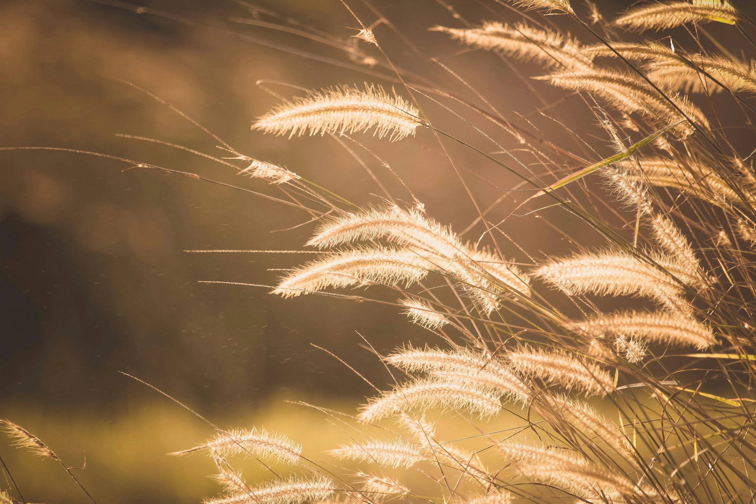 Sunlit Grass in Breeze
