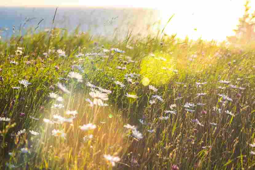Sunlit Meadow of Daisies Sunlit Meadow of Daisies