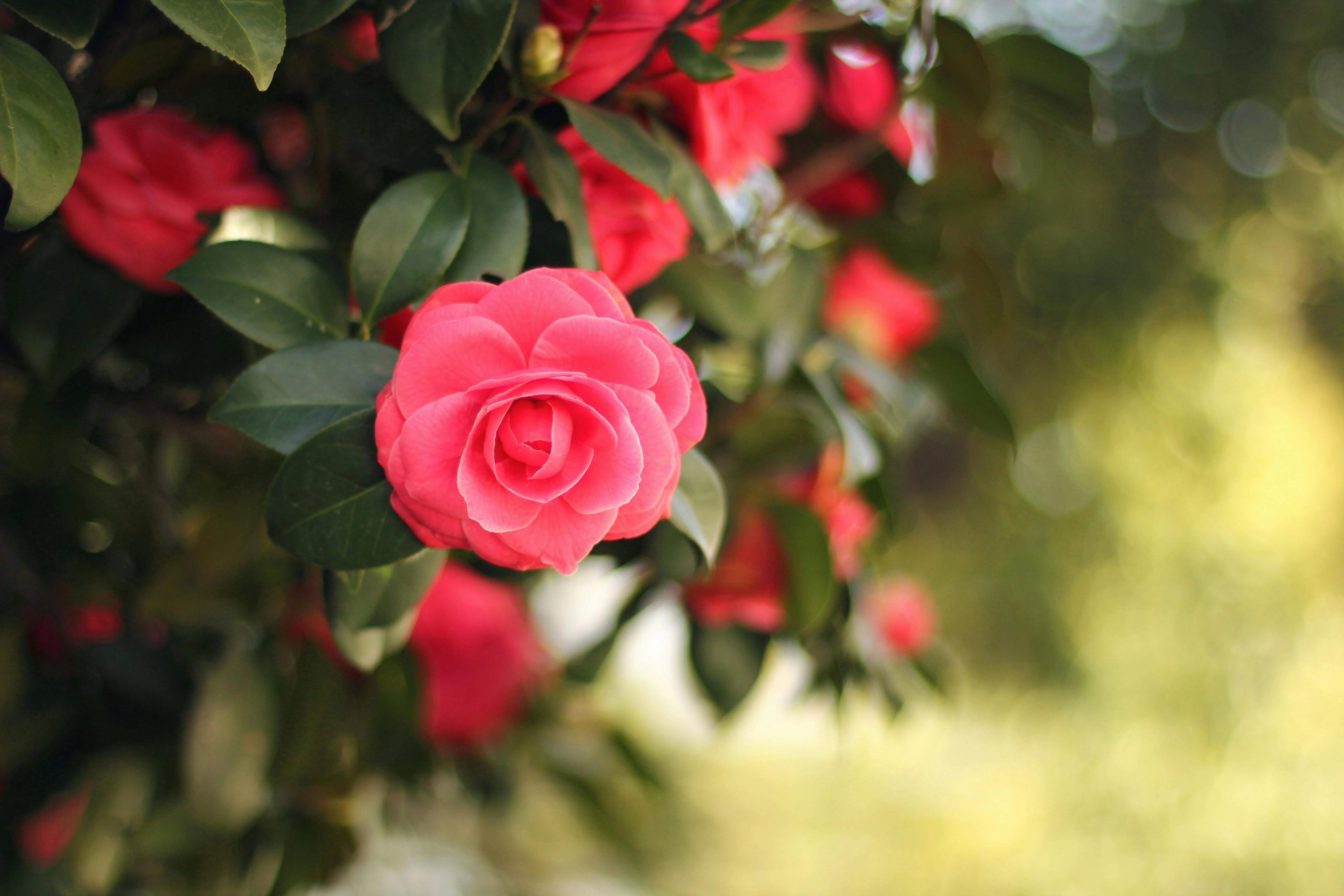 Vibrant Pink Camellia Blossom Vibrant Pink Camellia Blossom