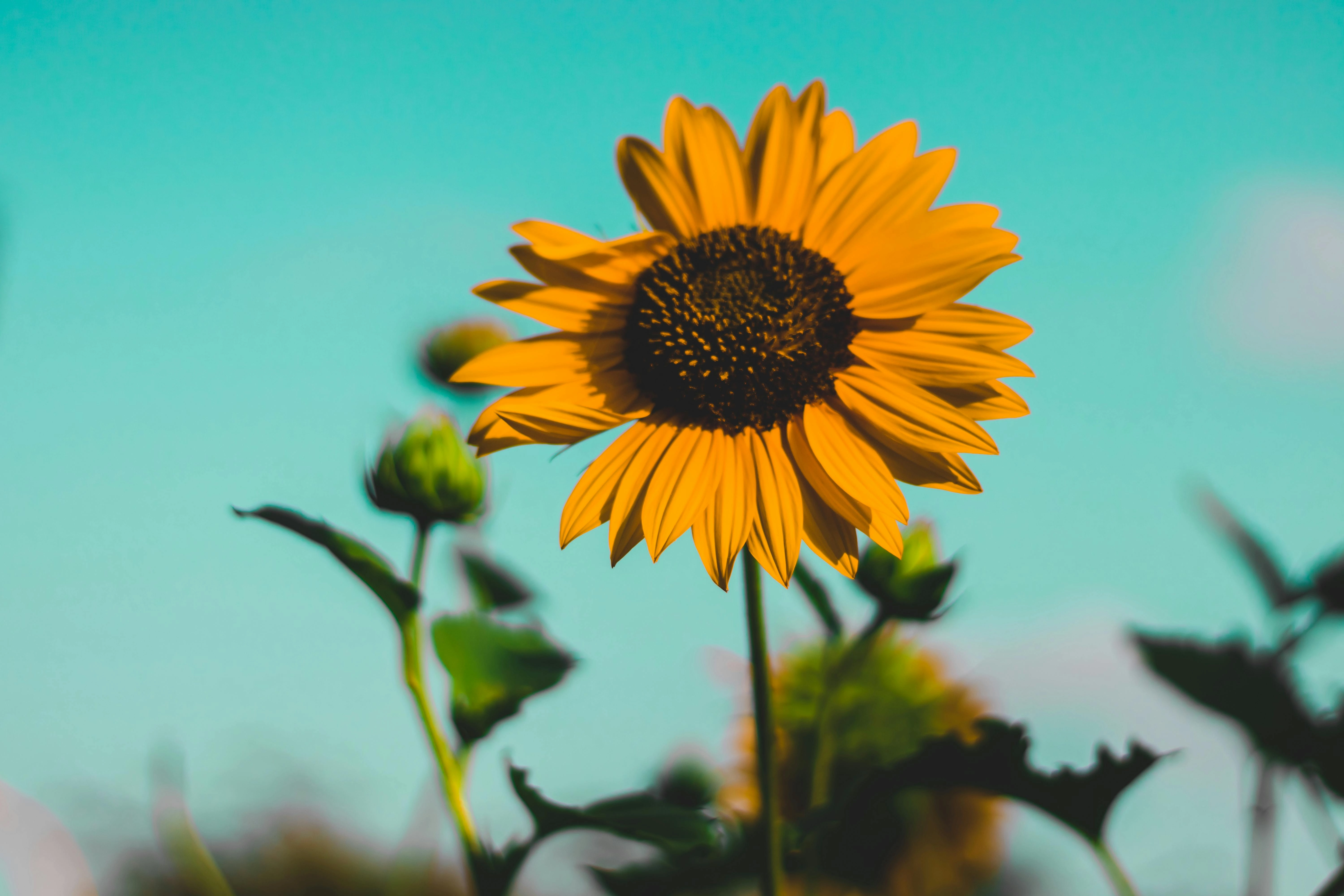 Vibrant Sunflower Against Turquoise