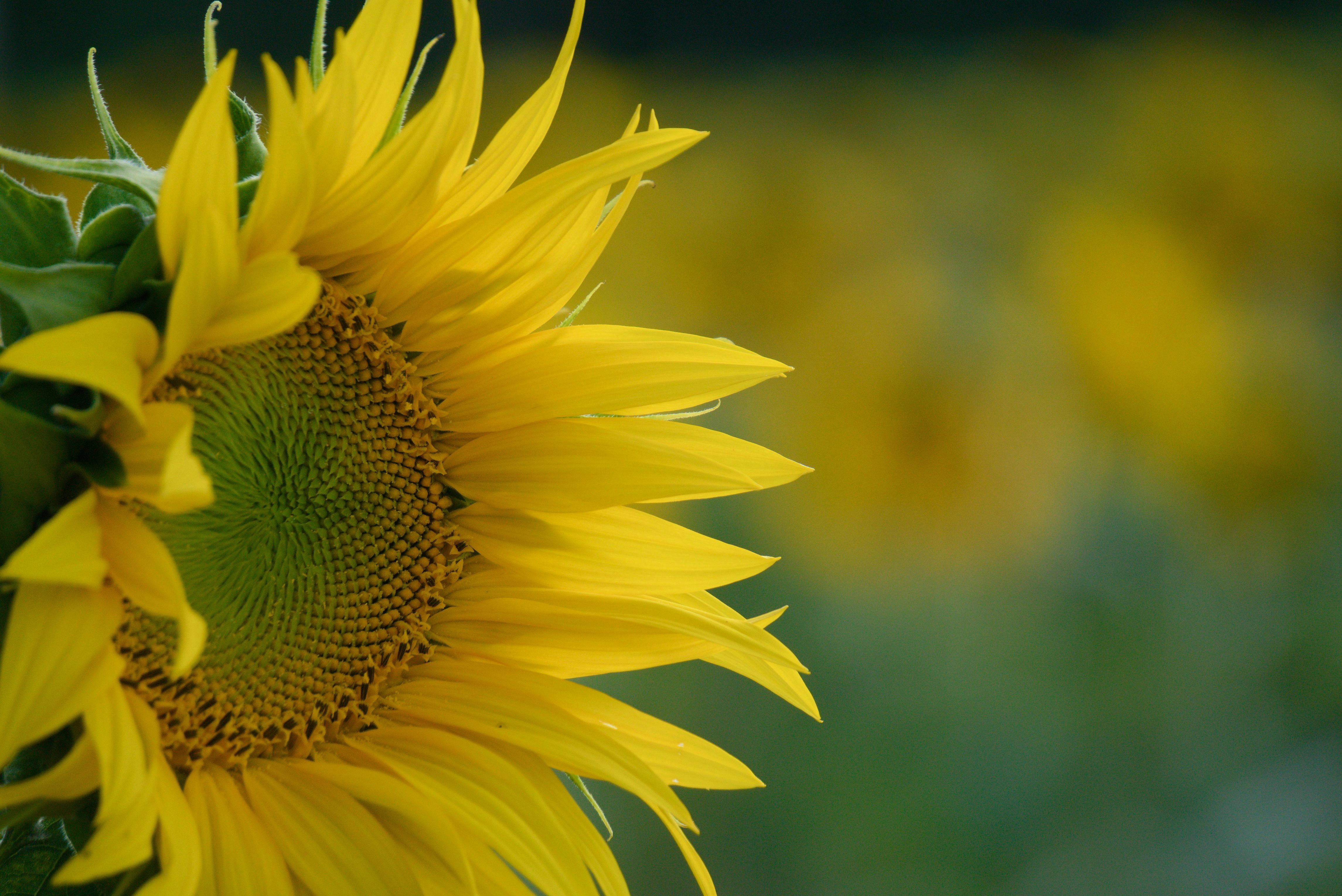 Vibrant Sunflower Close-Up