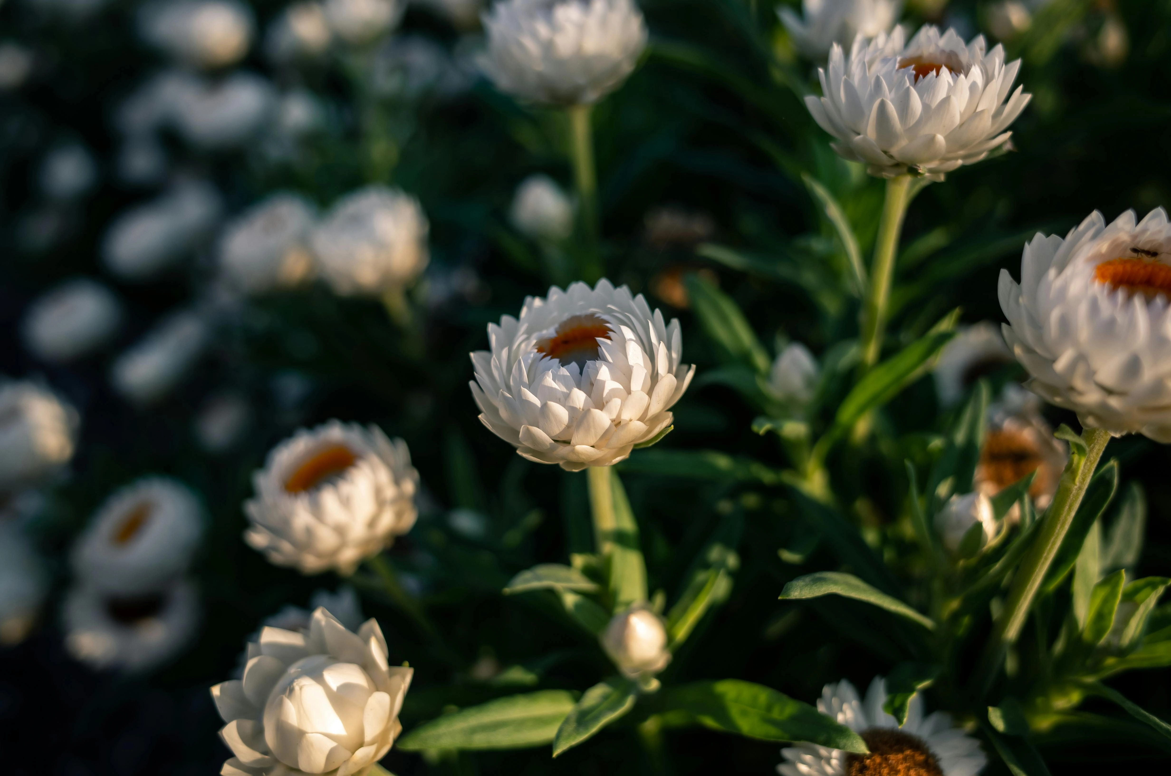 White Strawflowers in Bloom White Strawflowers in Bloom