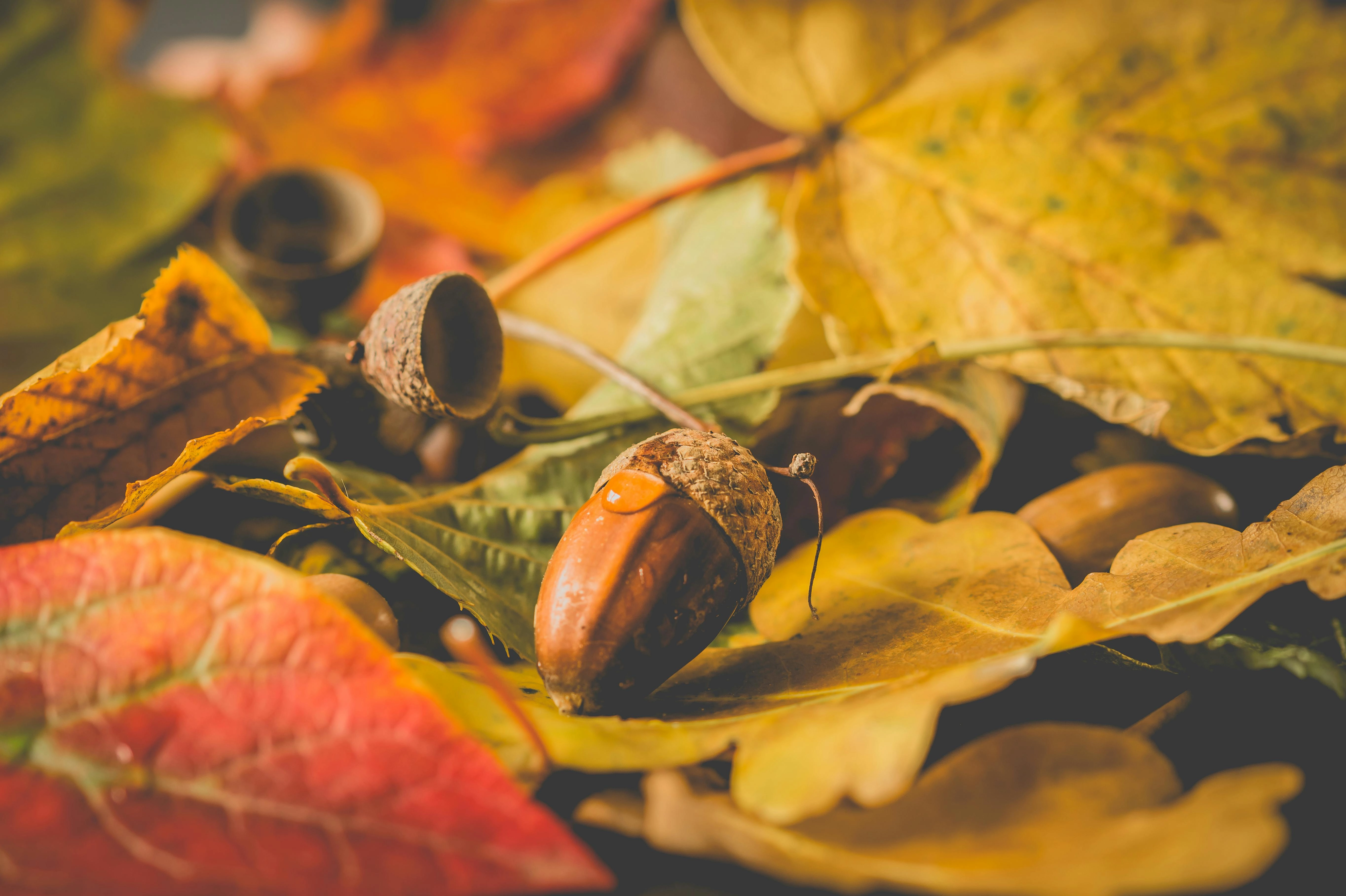 Autumn Acorns and Leaves Autumn Acorns and Leaves