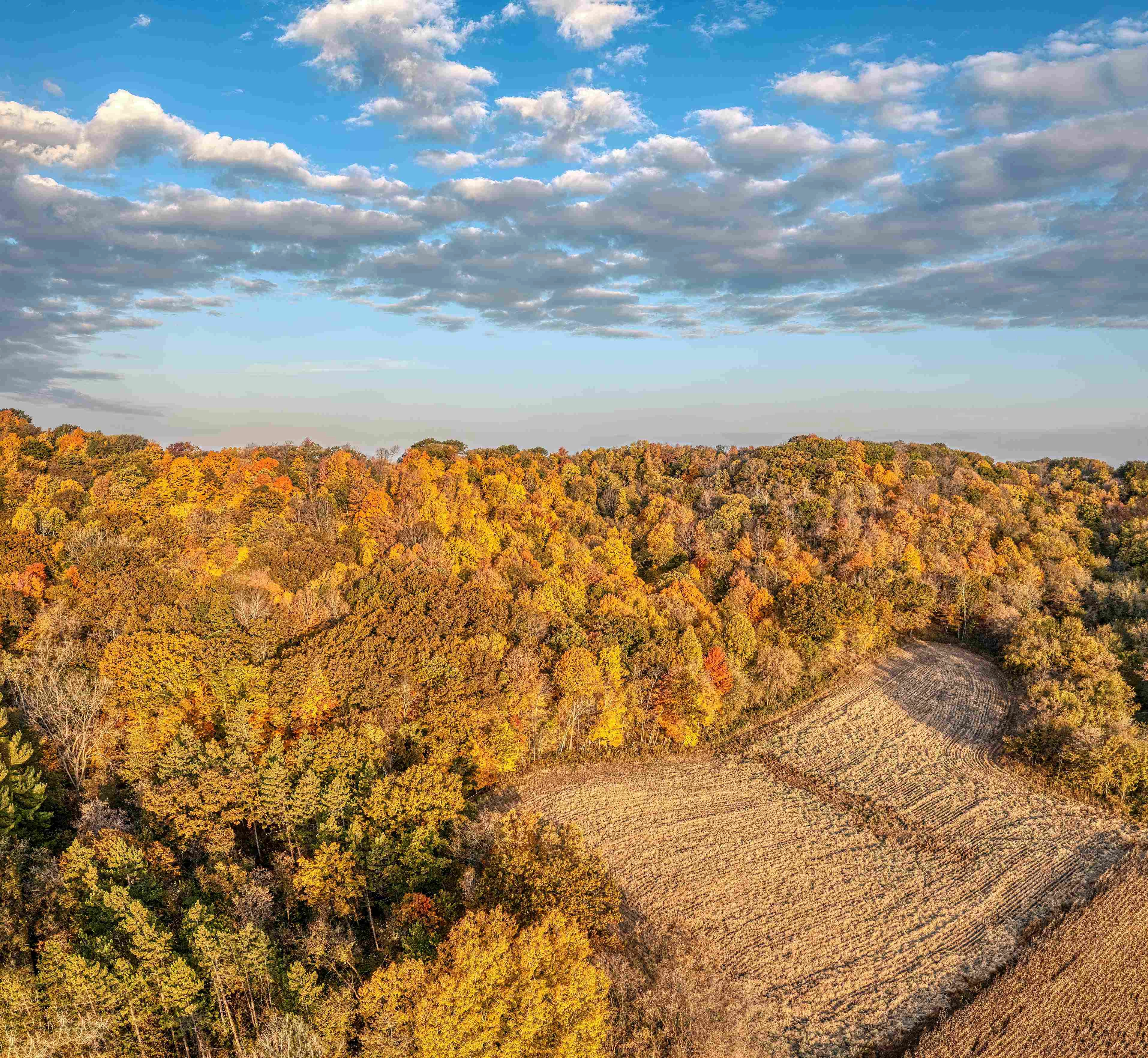 Autumn Forest Aerial View Autumn Forest Aerial View