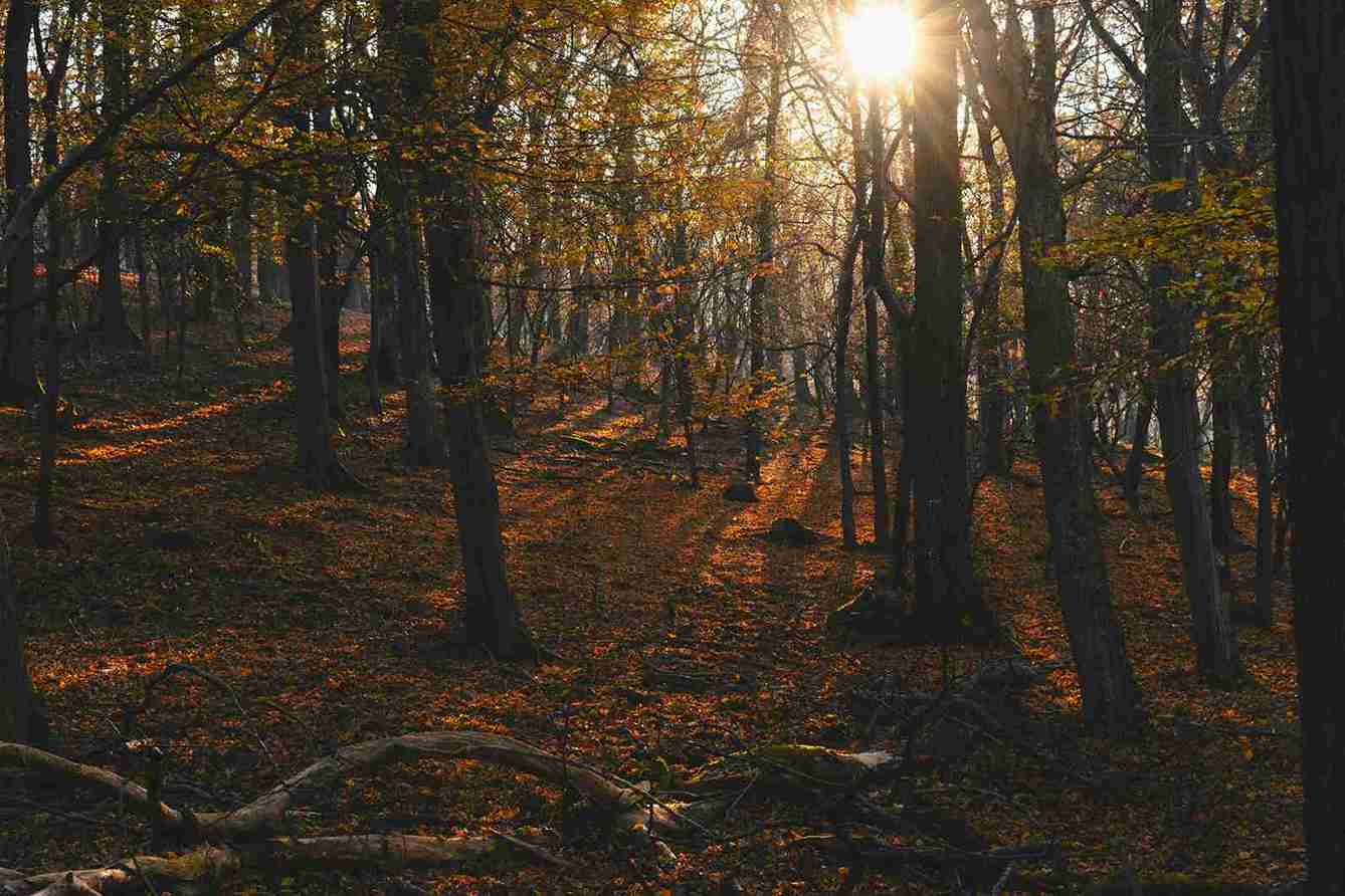 Autumn Forest Sunlit Path Autumn Forest Sunlit Path