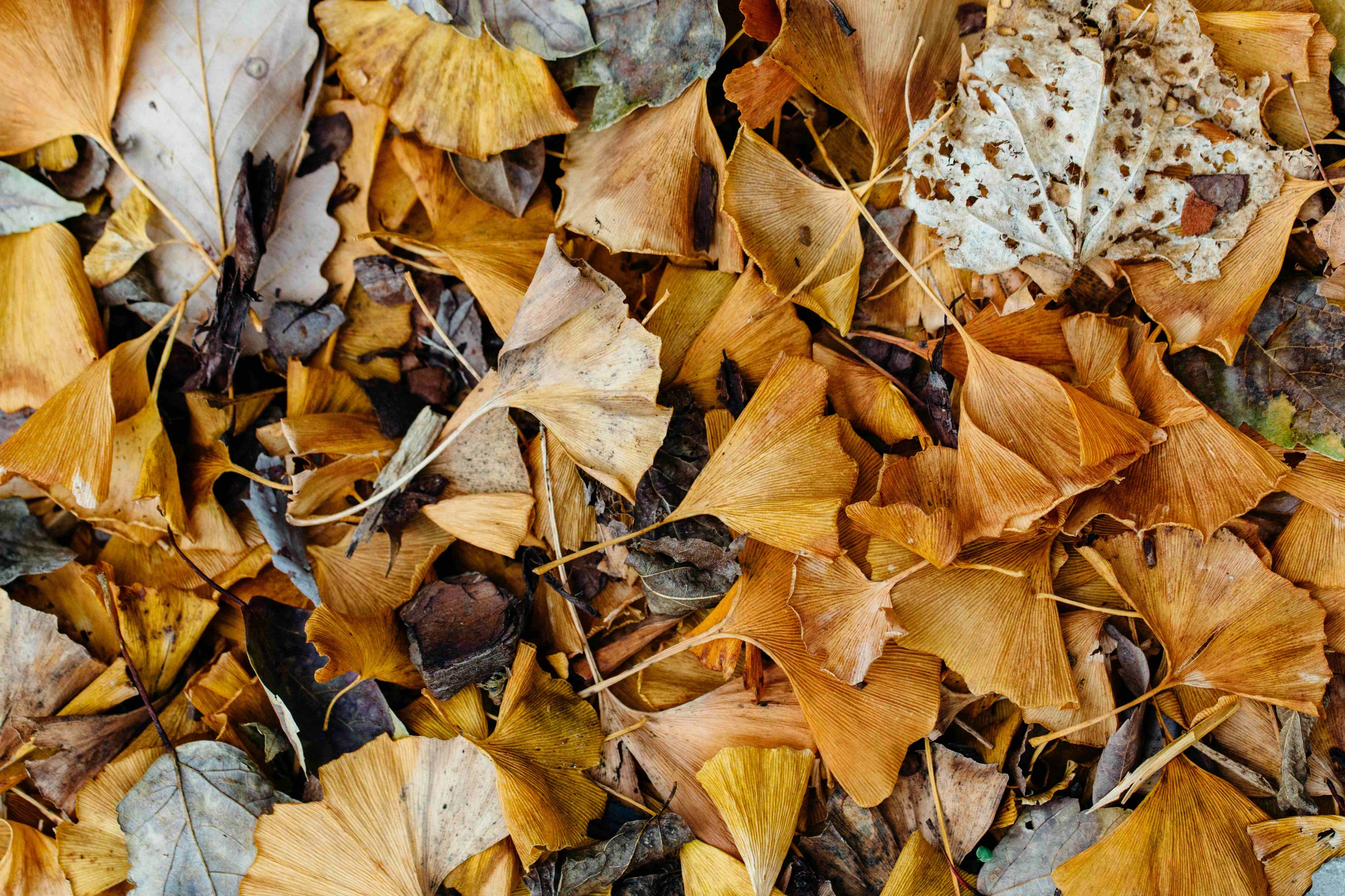 Autumn Ginkgo Leaves Medley Autumn Ginkgo Leaves Medley