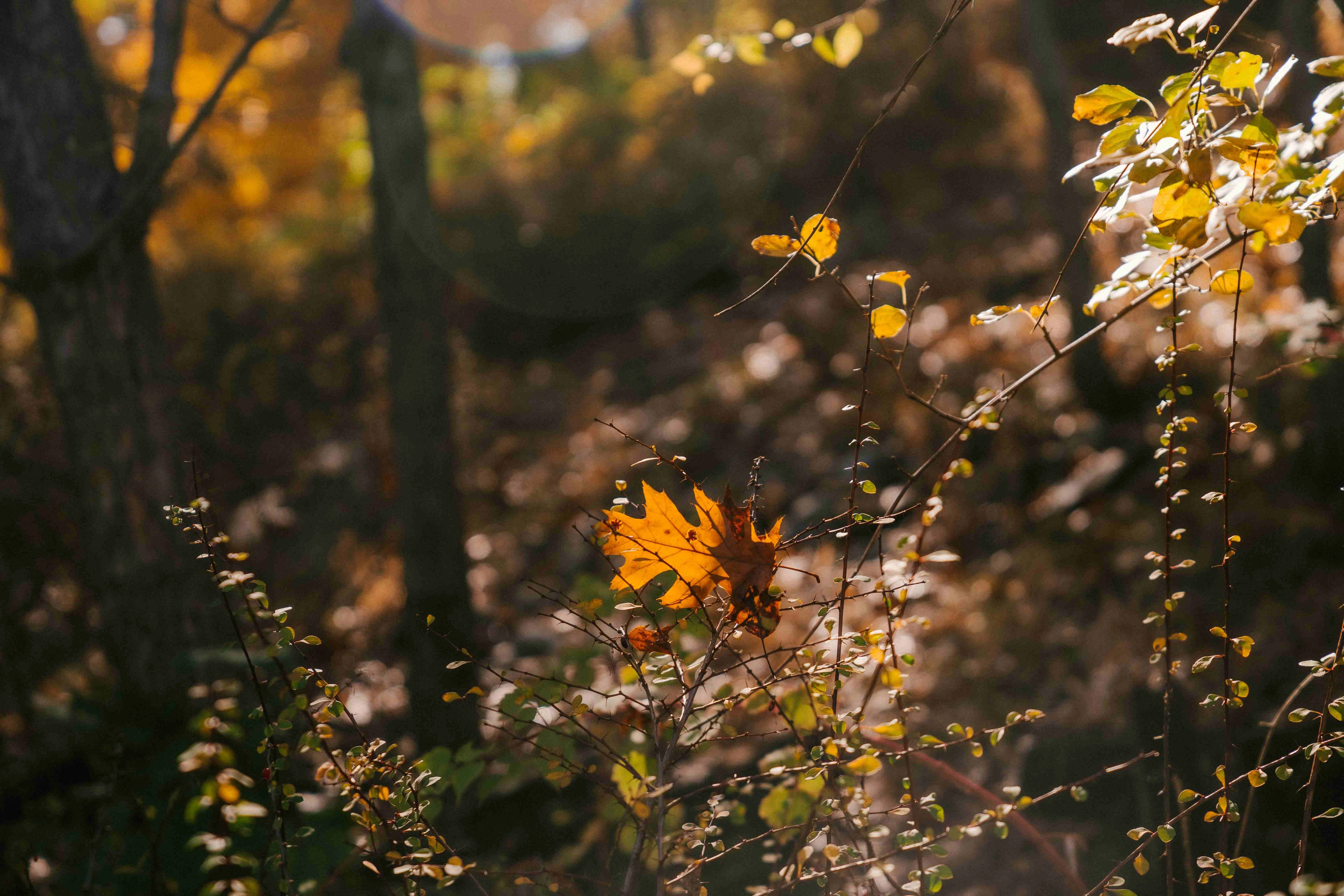 Autumn Leaf in Forest