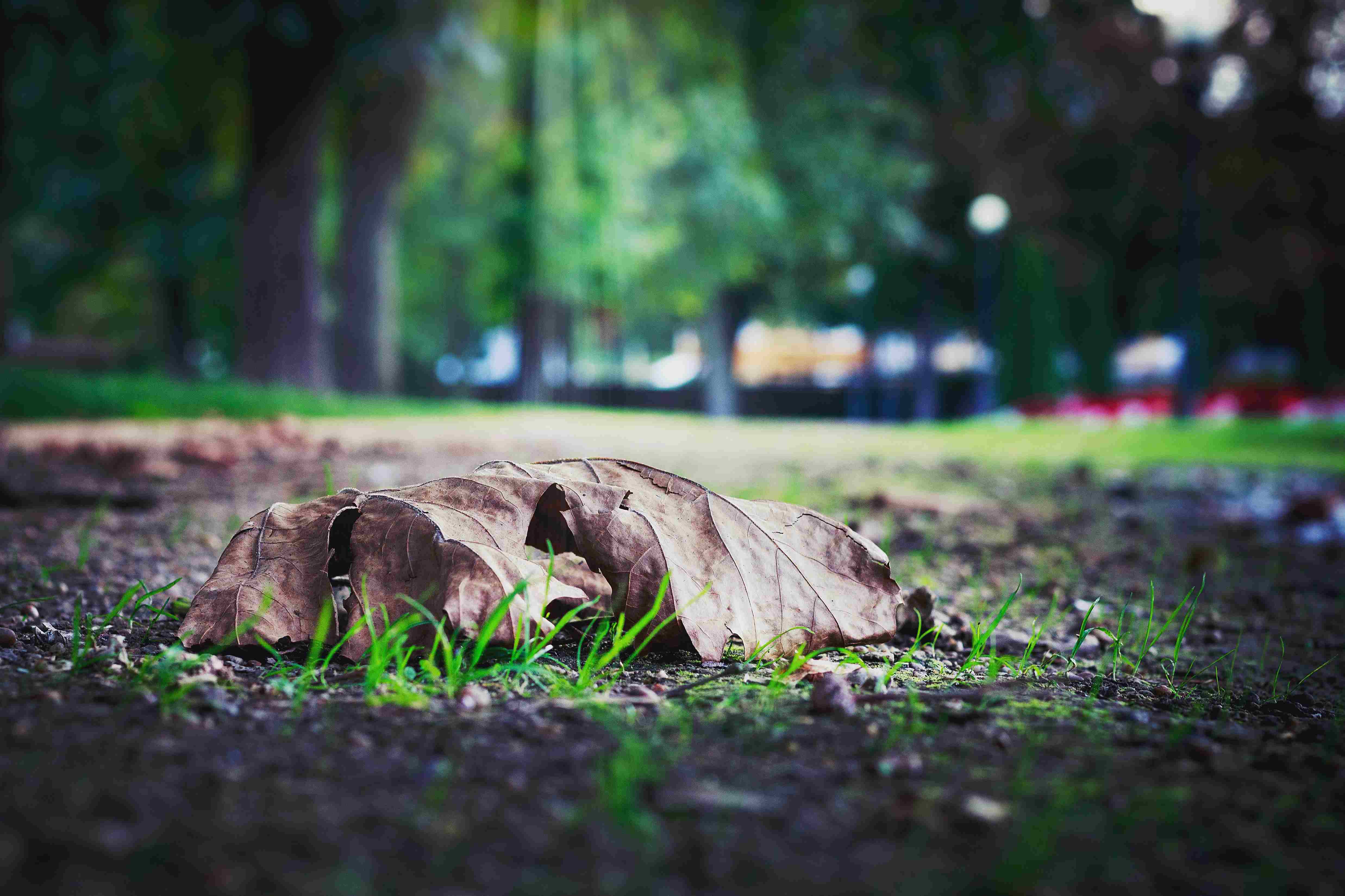 Autumn leaf in park Autumn leaf in park