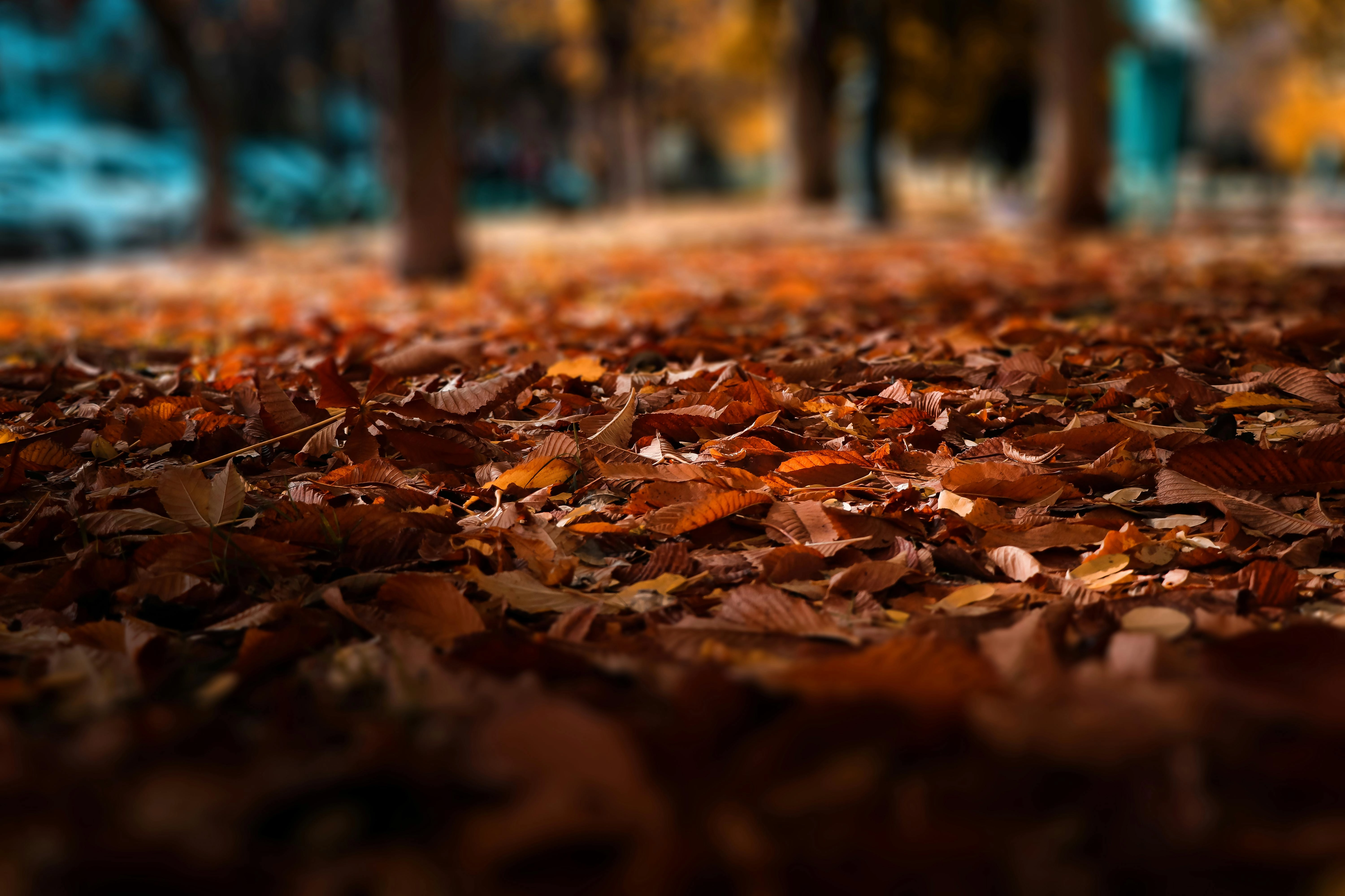 Autumn Leaves Carpet Park Autumn Leaves Carpet Park