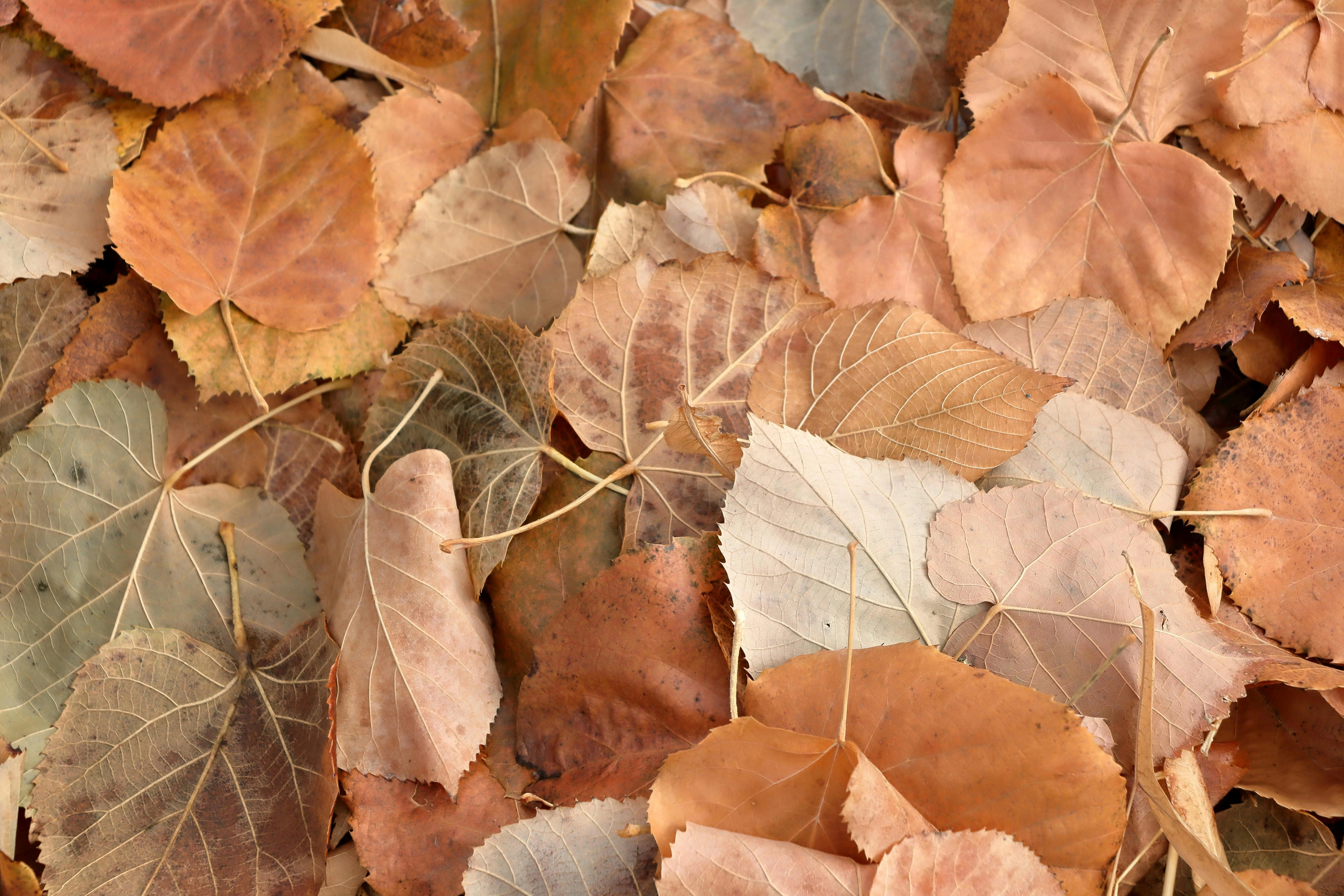 Autumn Leaves Color Palette Autumn Leaves Color Palette