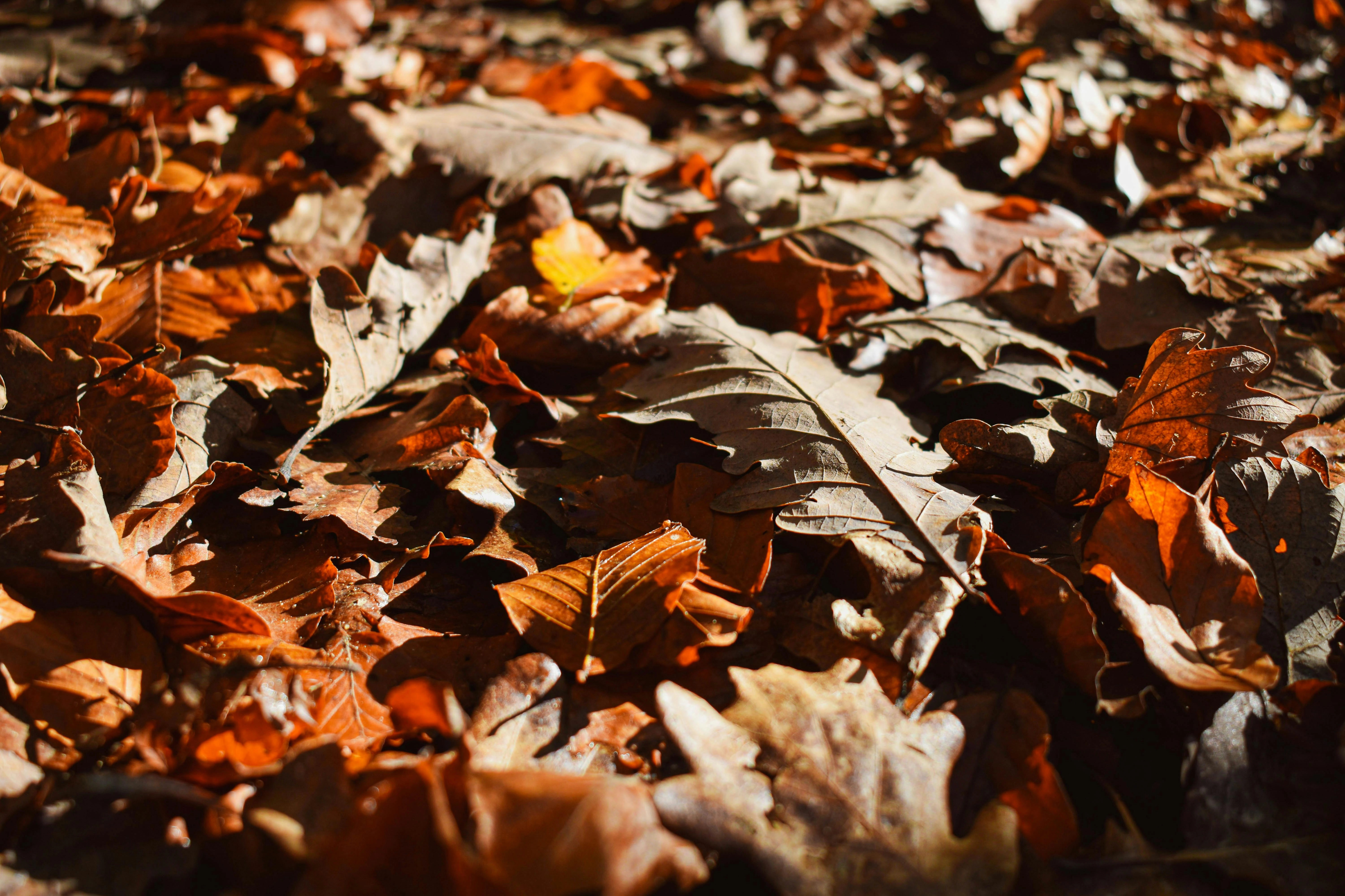 Autumn Leaves in Sunlight Autumn Leaves in Sunlight
