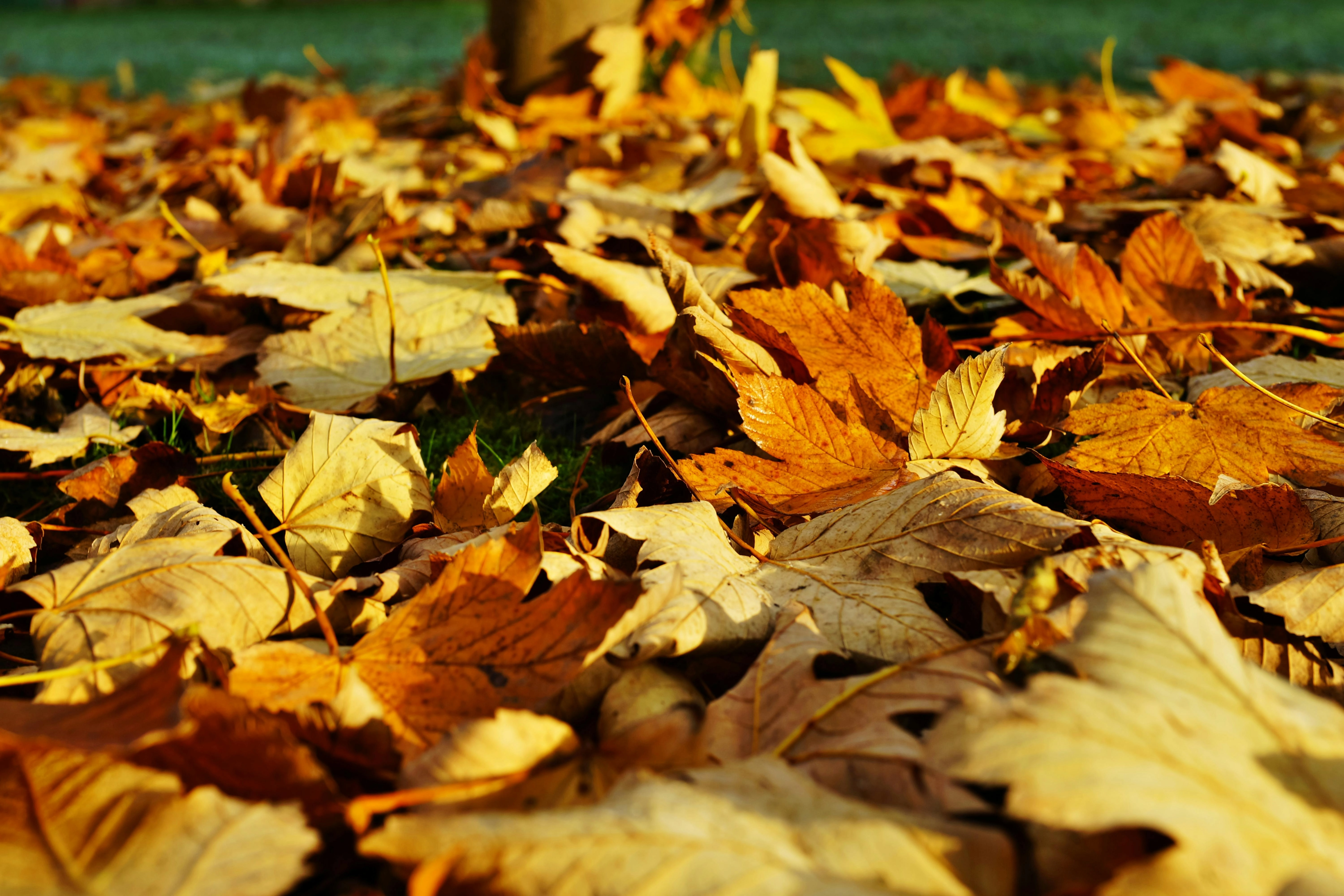 Autumn Leaves on Ground Autumn Leaves on Ground