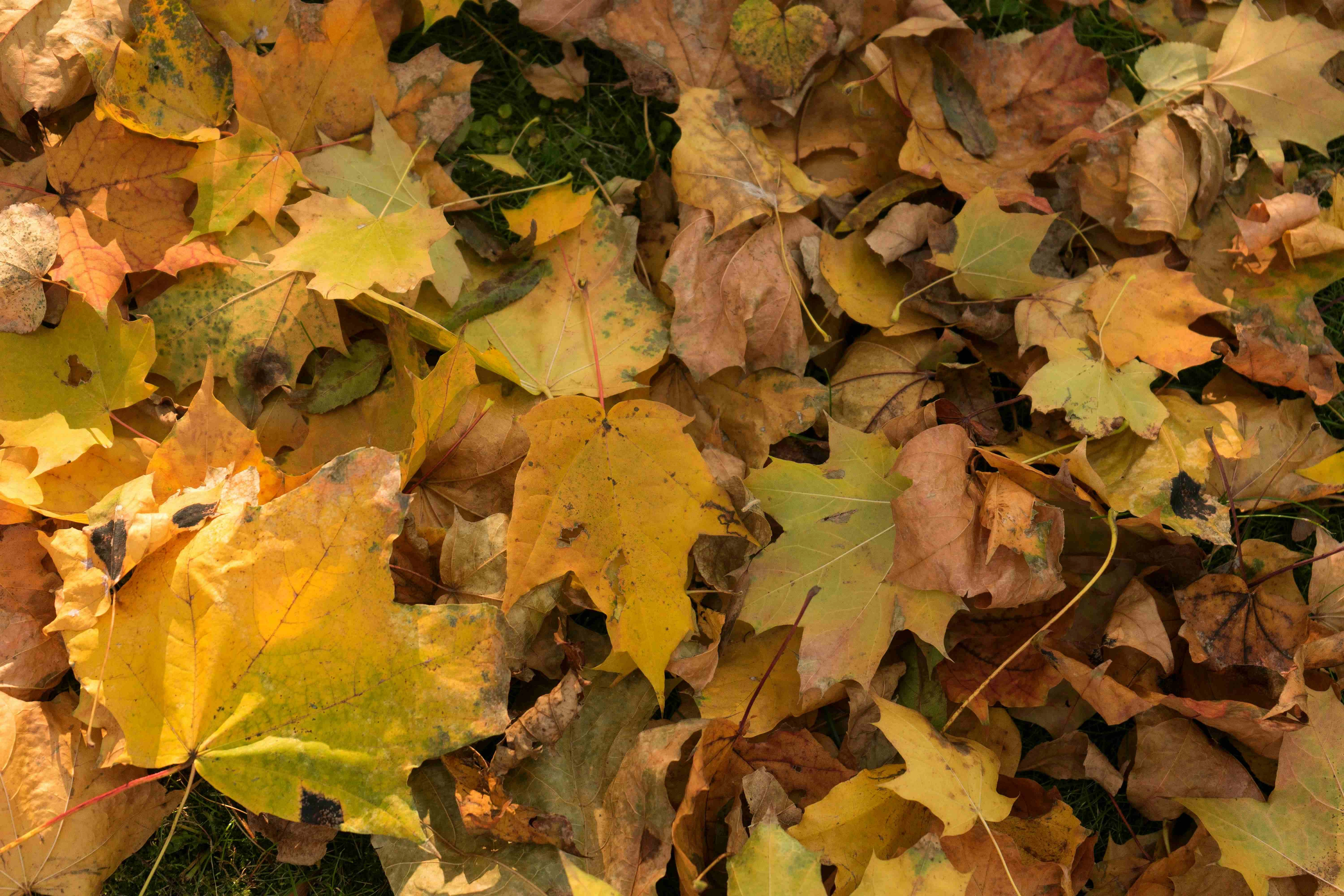 Autumn Leaves on Ground Autumn Leaves on Ground