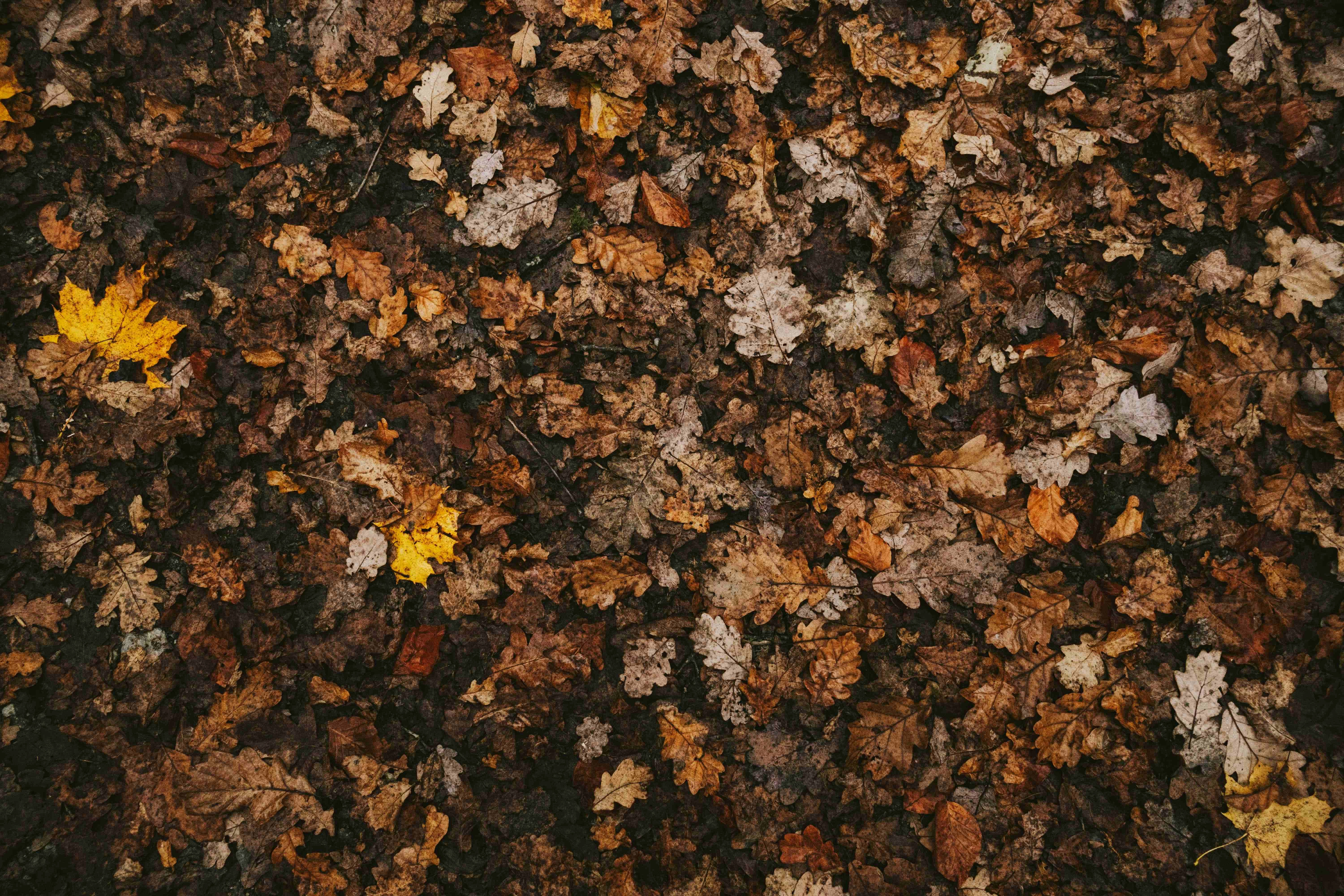 Autumn Leaves on Ground Autumn Leaves on Ground