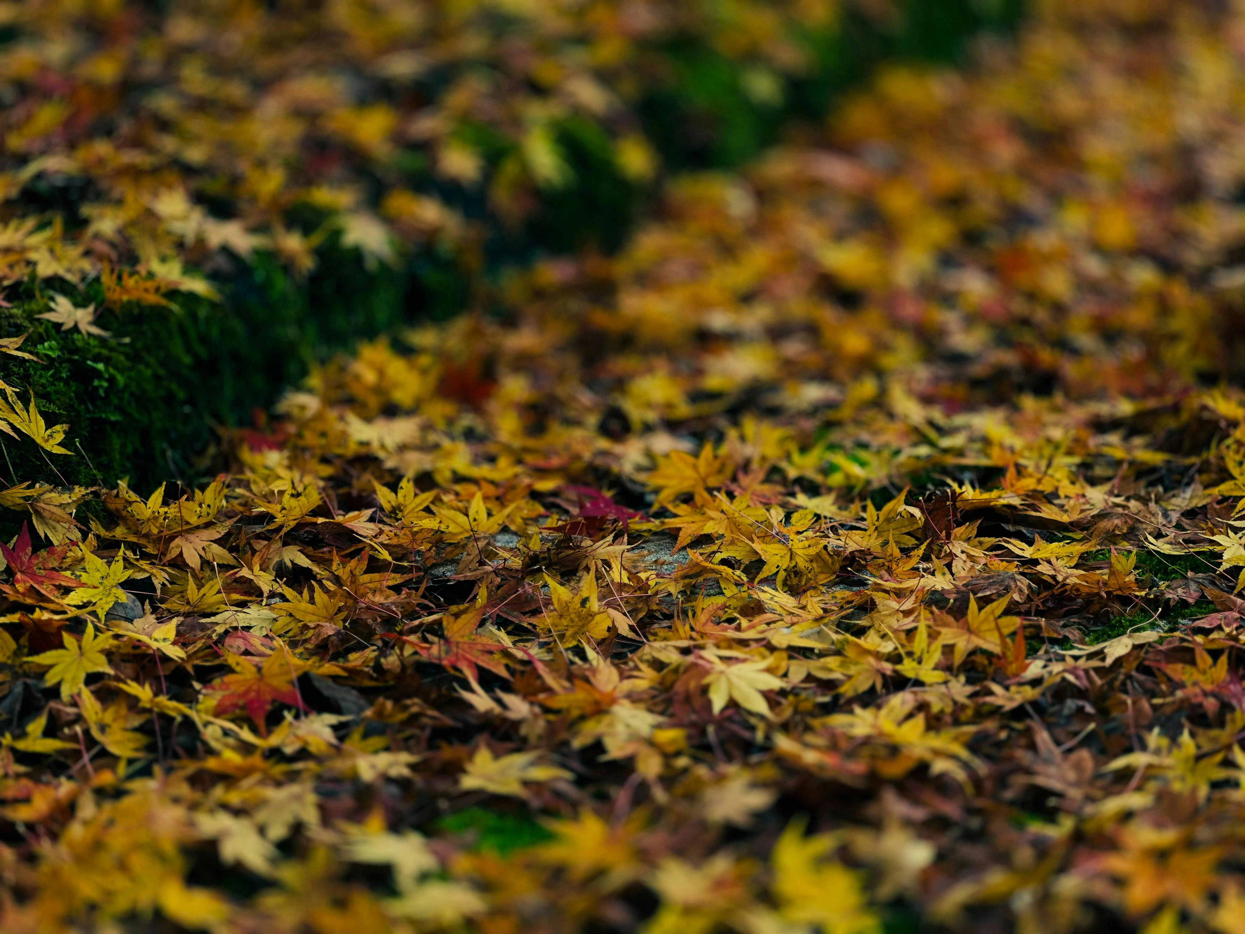 Autumn Rustic Maple Autumn Maple Color Palette, Combinations & Schemes | Octet Design Labs