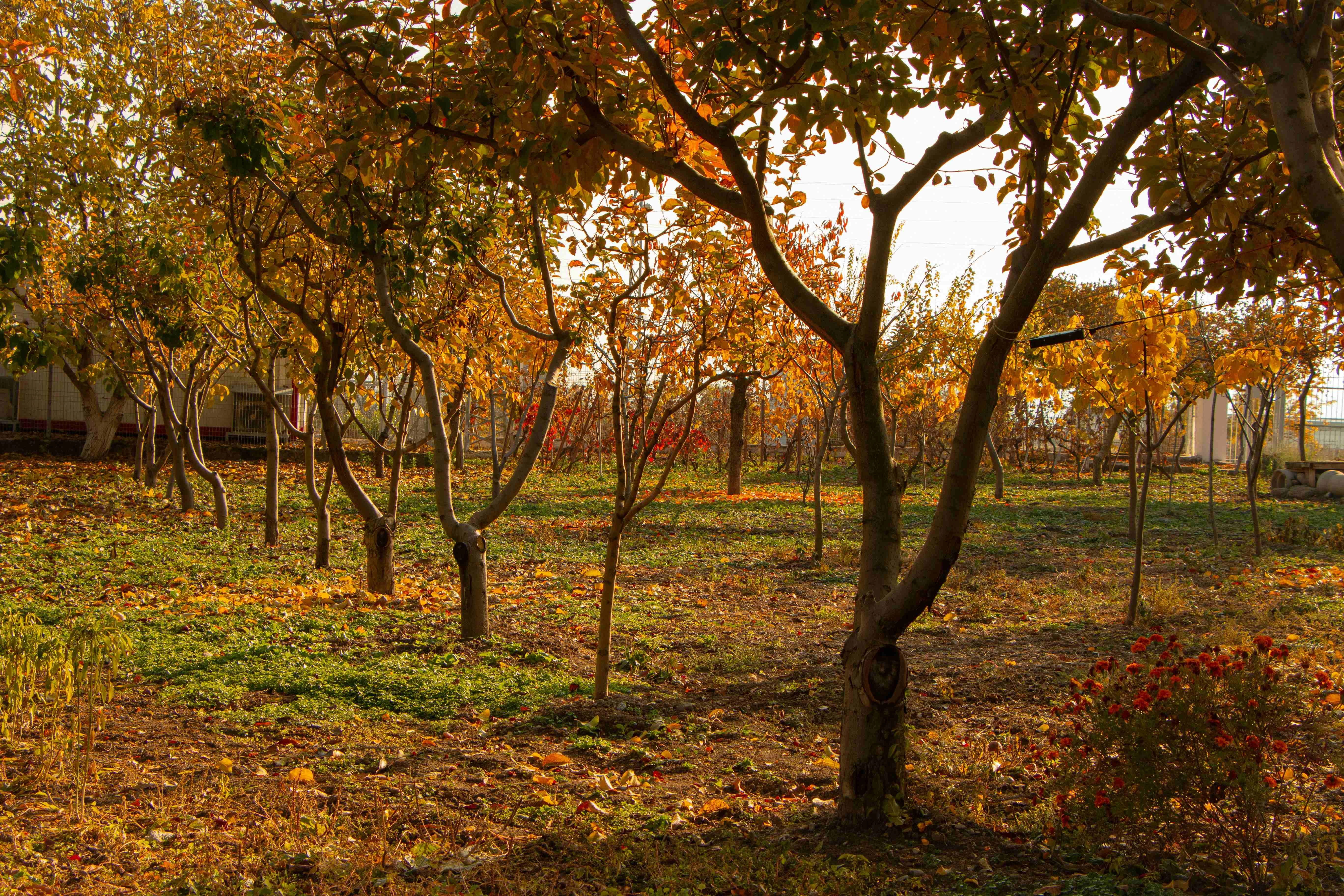 Autumn Orchard Golden Light Autumn Orchard Golden Light