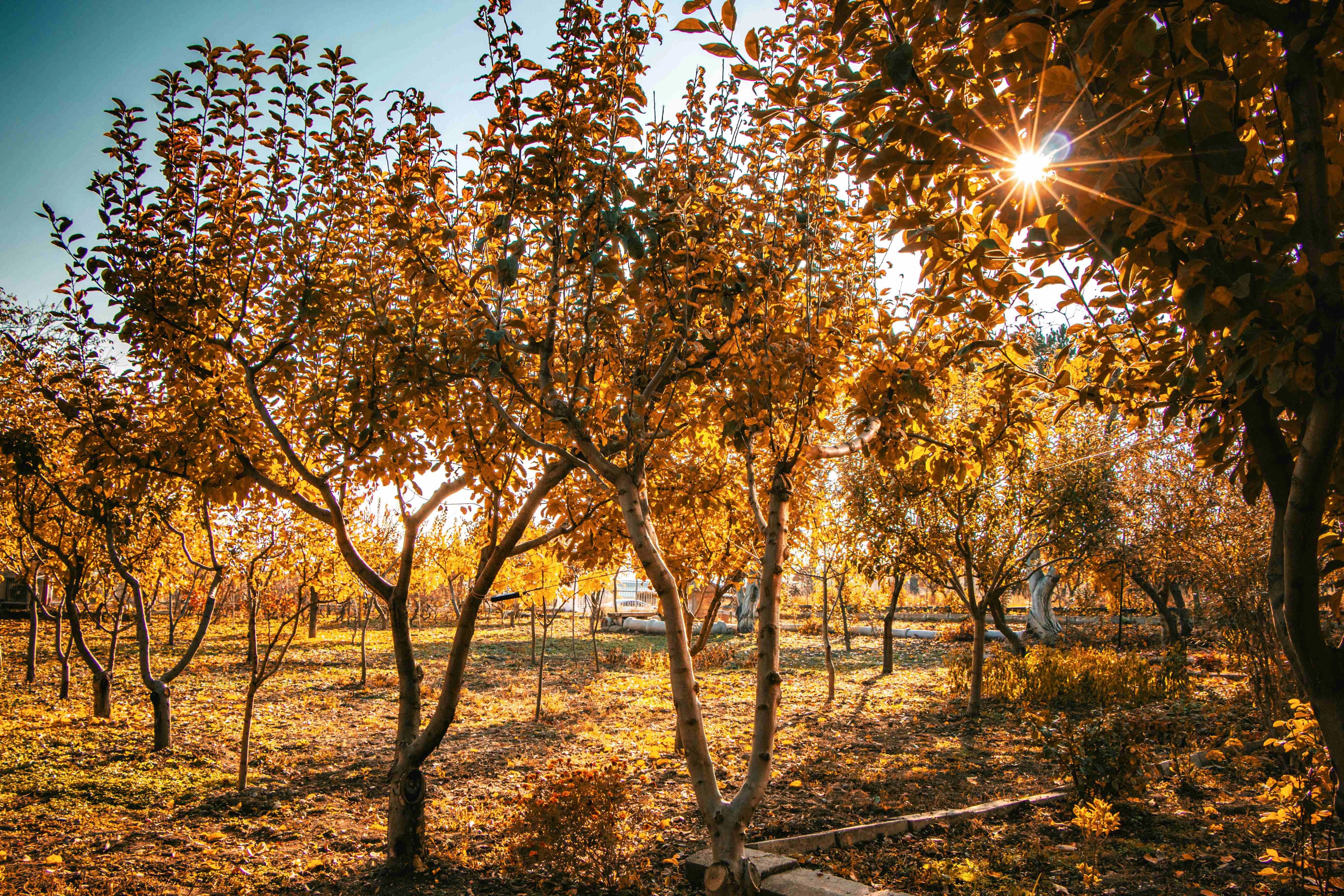 Autumn Orchard Sunburst