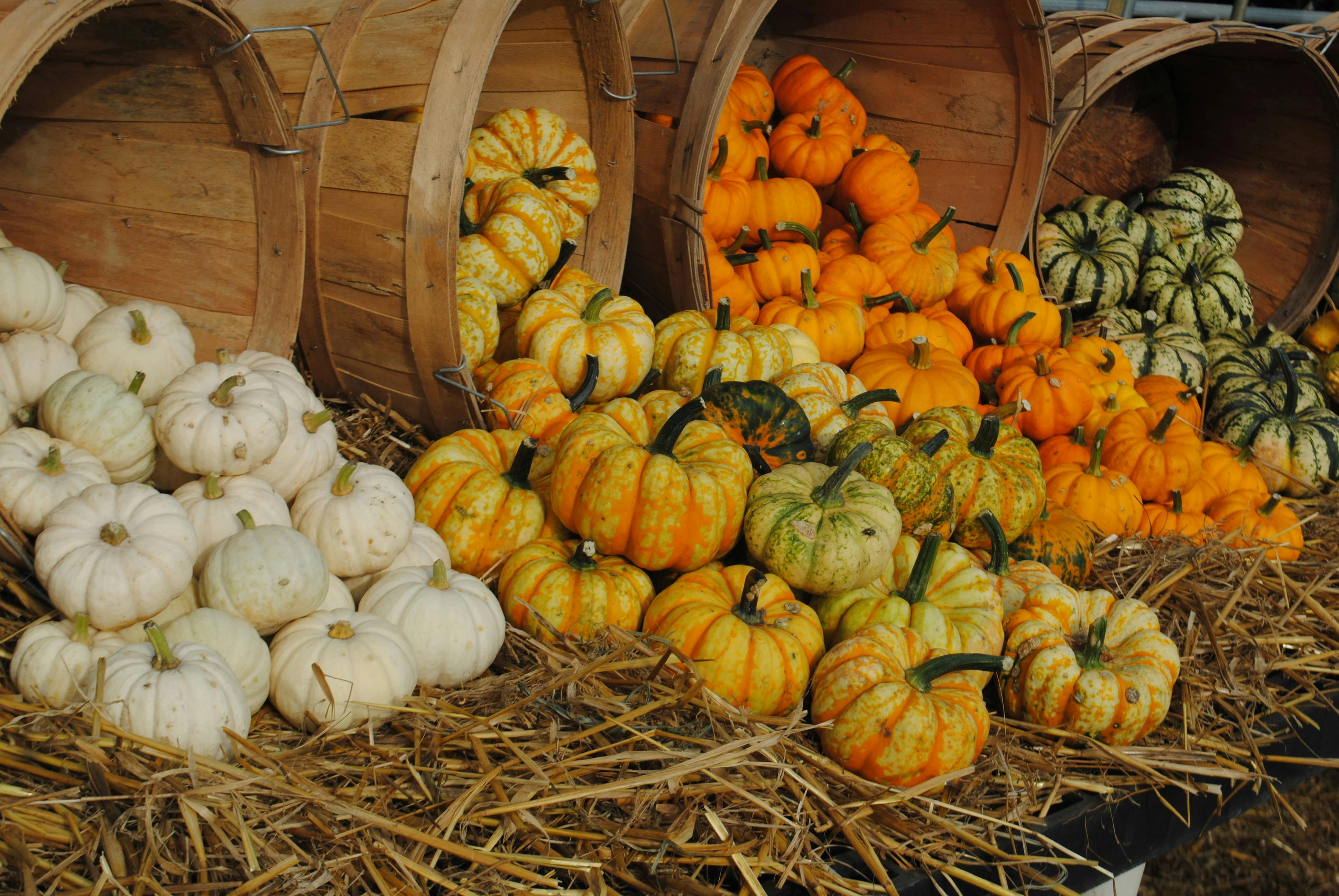 Autumn Pumpkin Harvest Display Autumn Pumpkin Harvest Display