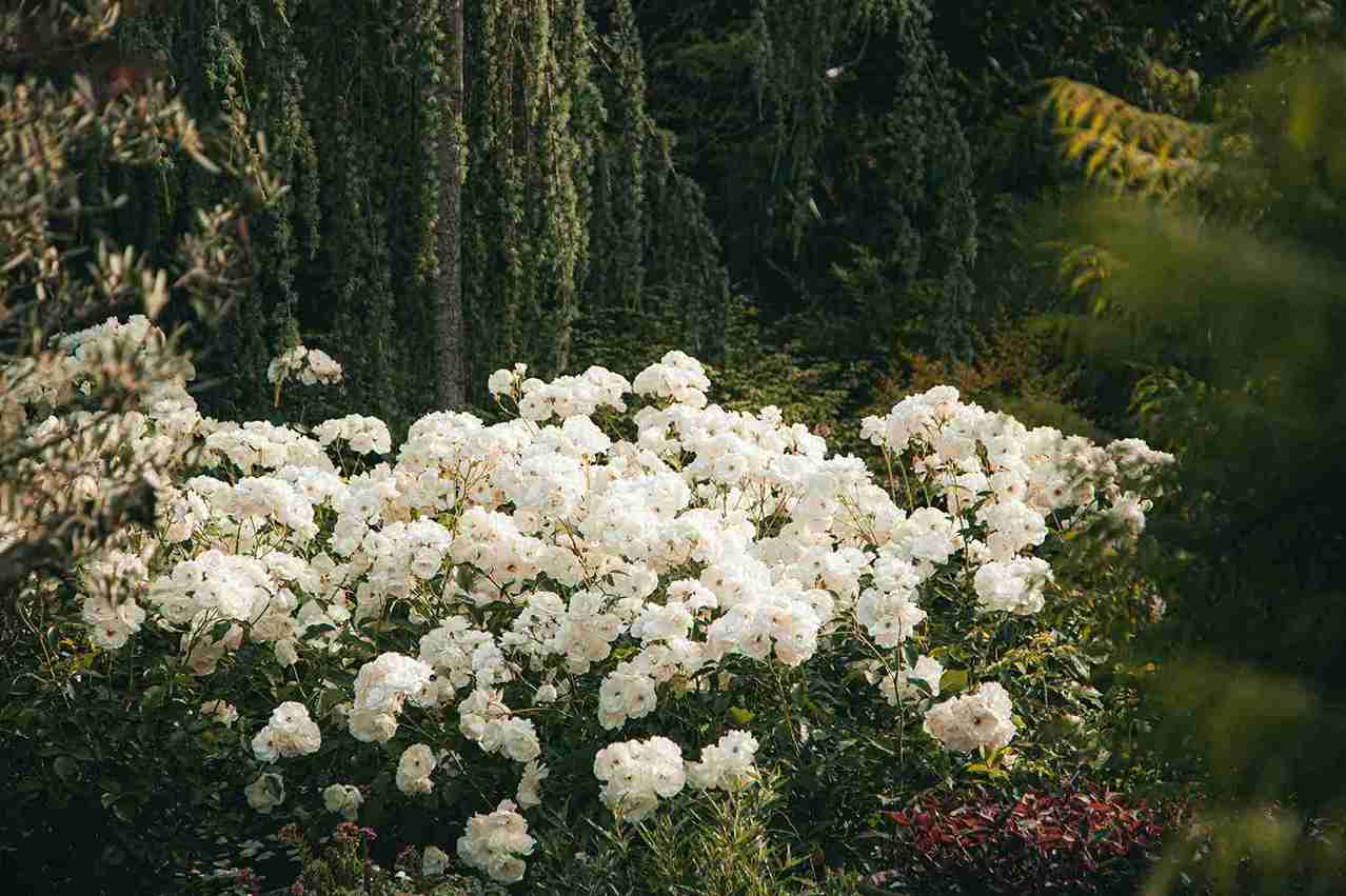 Blooming White Roses Garden Blooming White Roses Garden