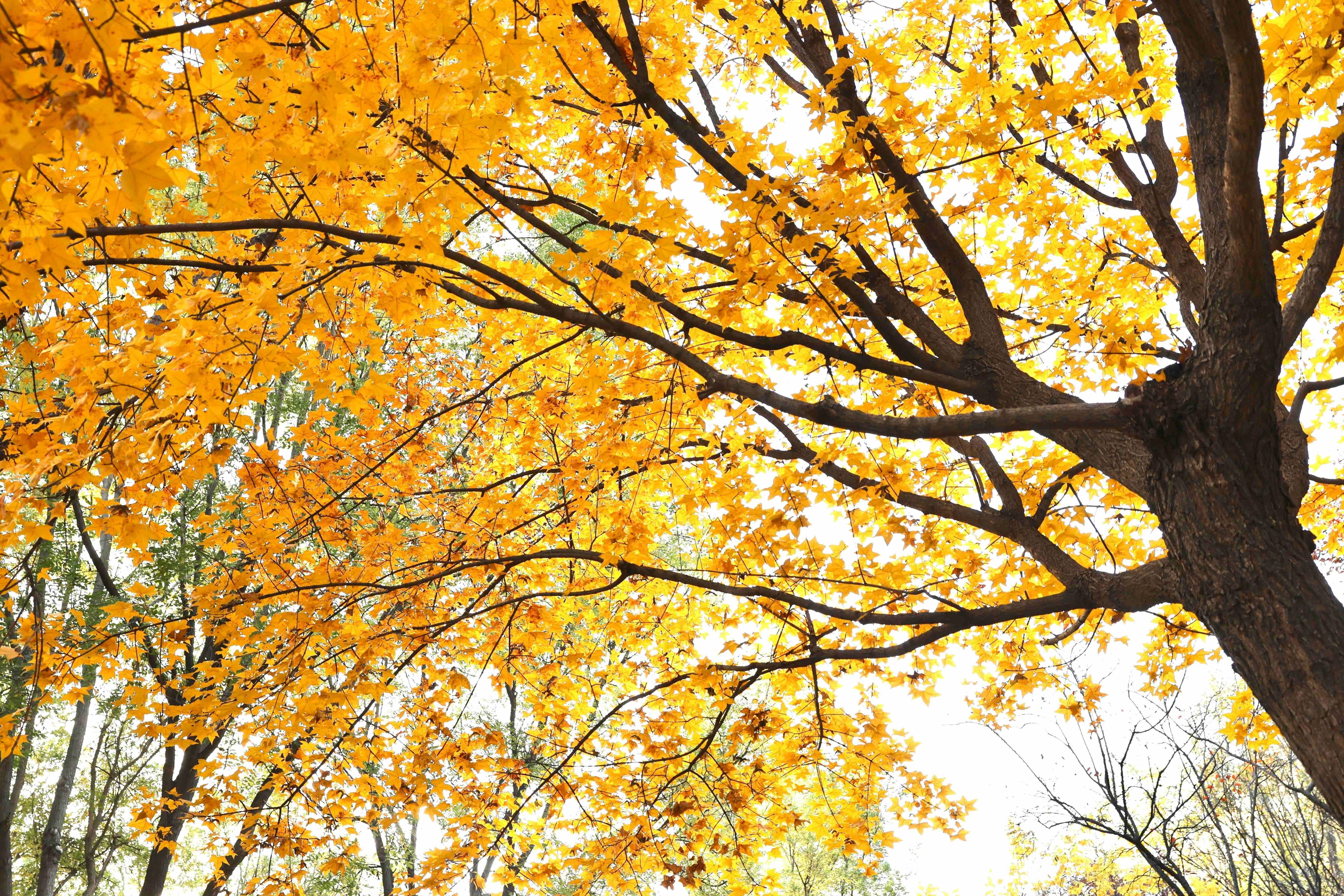 Golden Autumn Maple Canopy