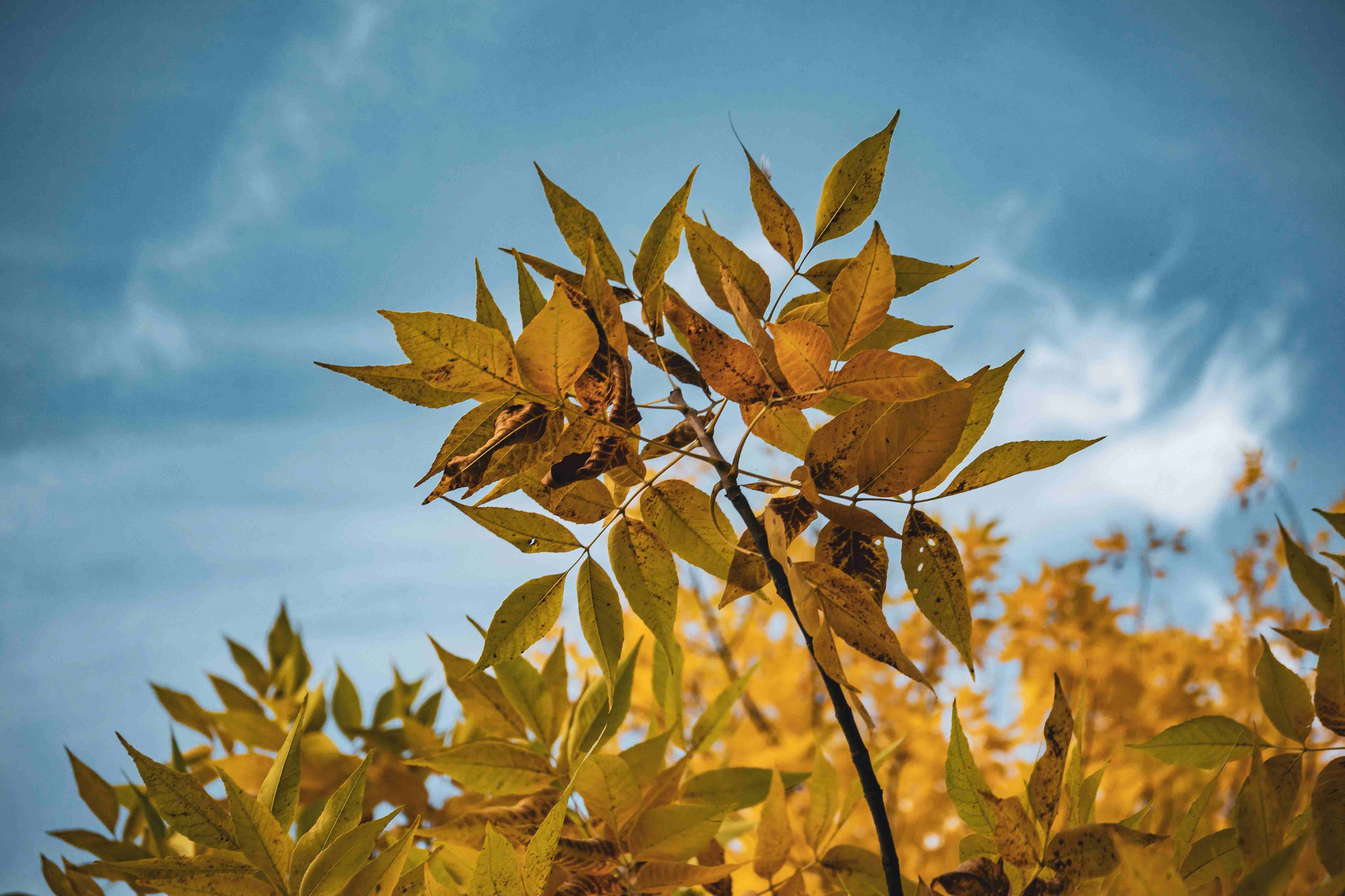Golden Leaves Against Sky Golden Leaves Against Sky