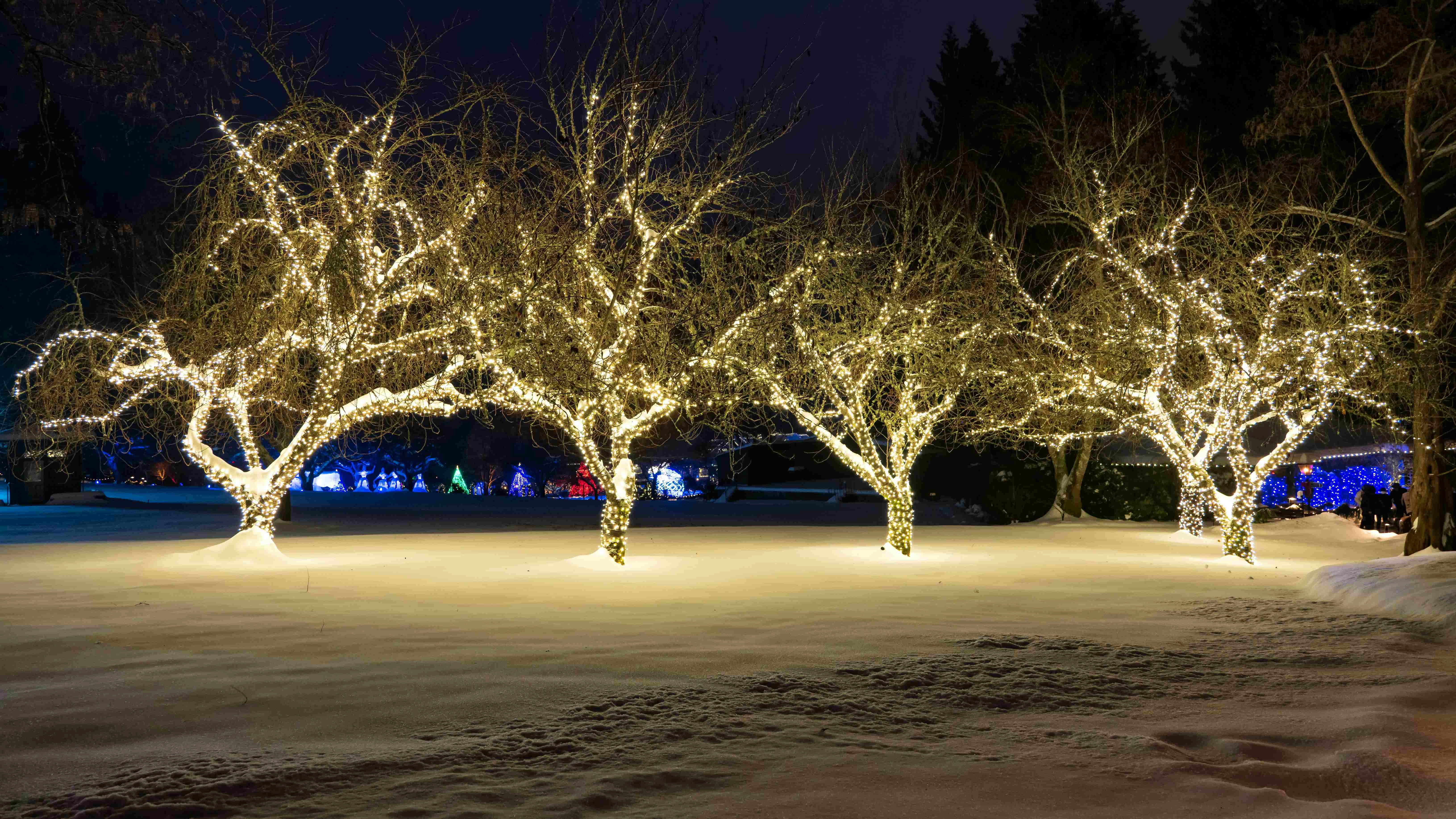 Illuminated Winter Trees Display