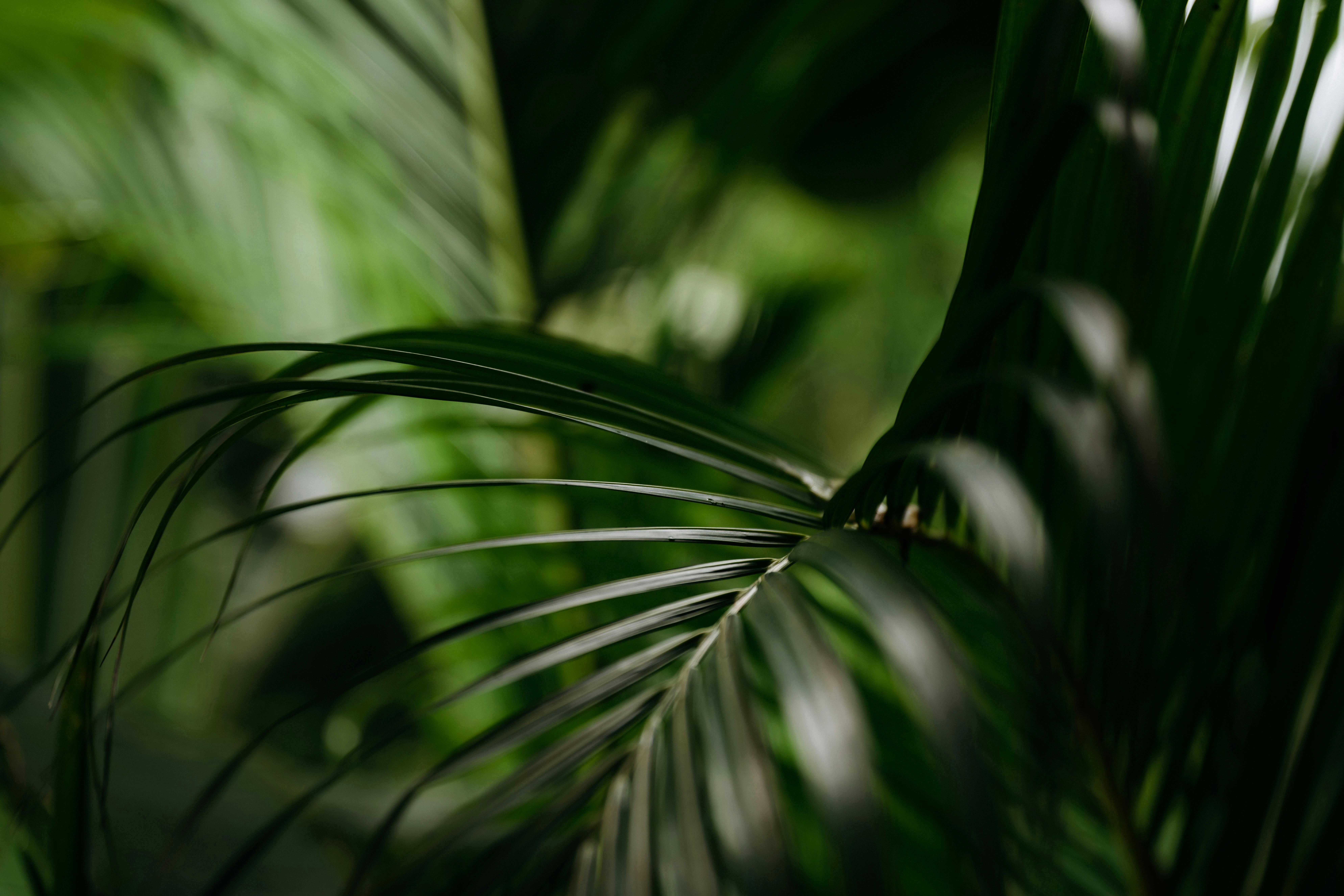 Lush Tropical Palm Leaves