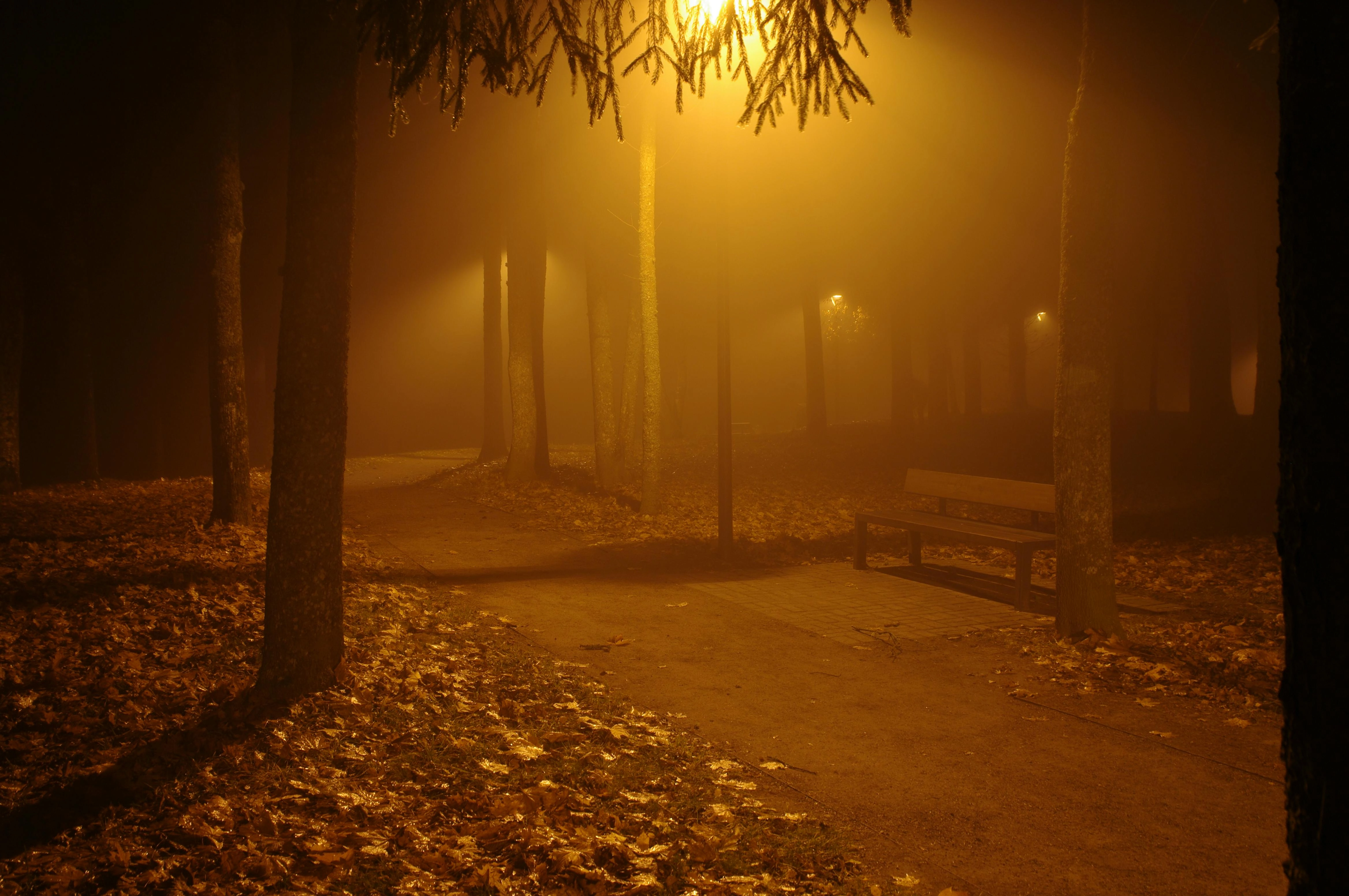 Misty Park at Night Misty Park at Night