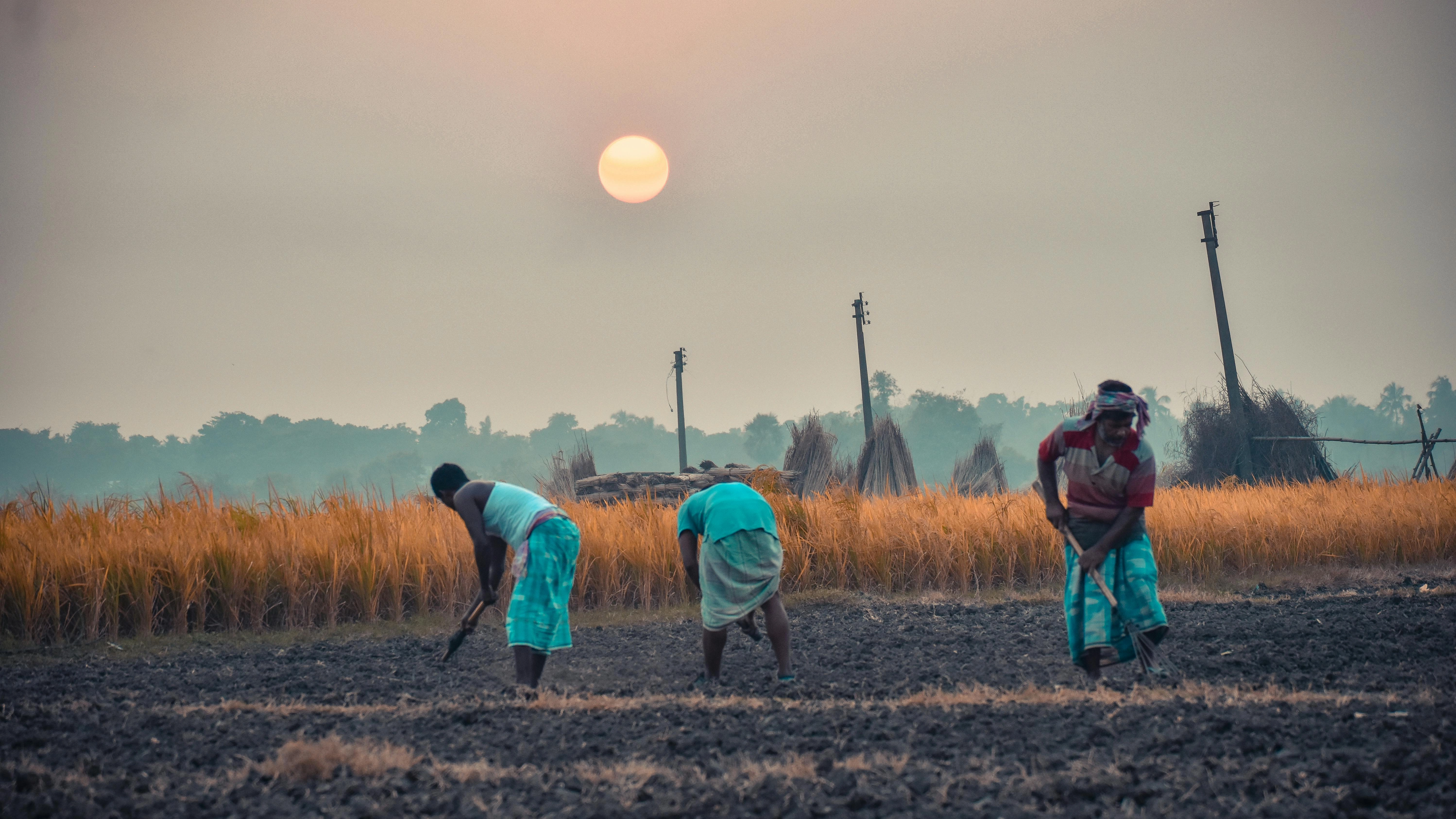 Rural Farmers at Sunset Rural Farmers at Sunset