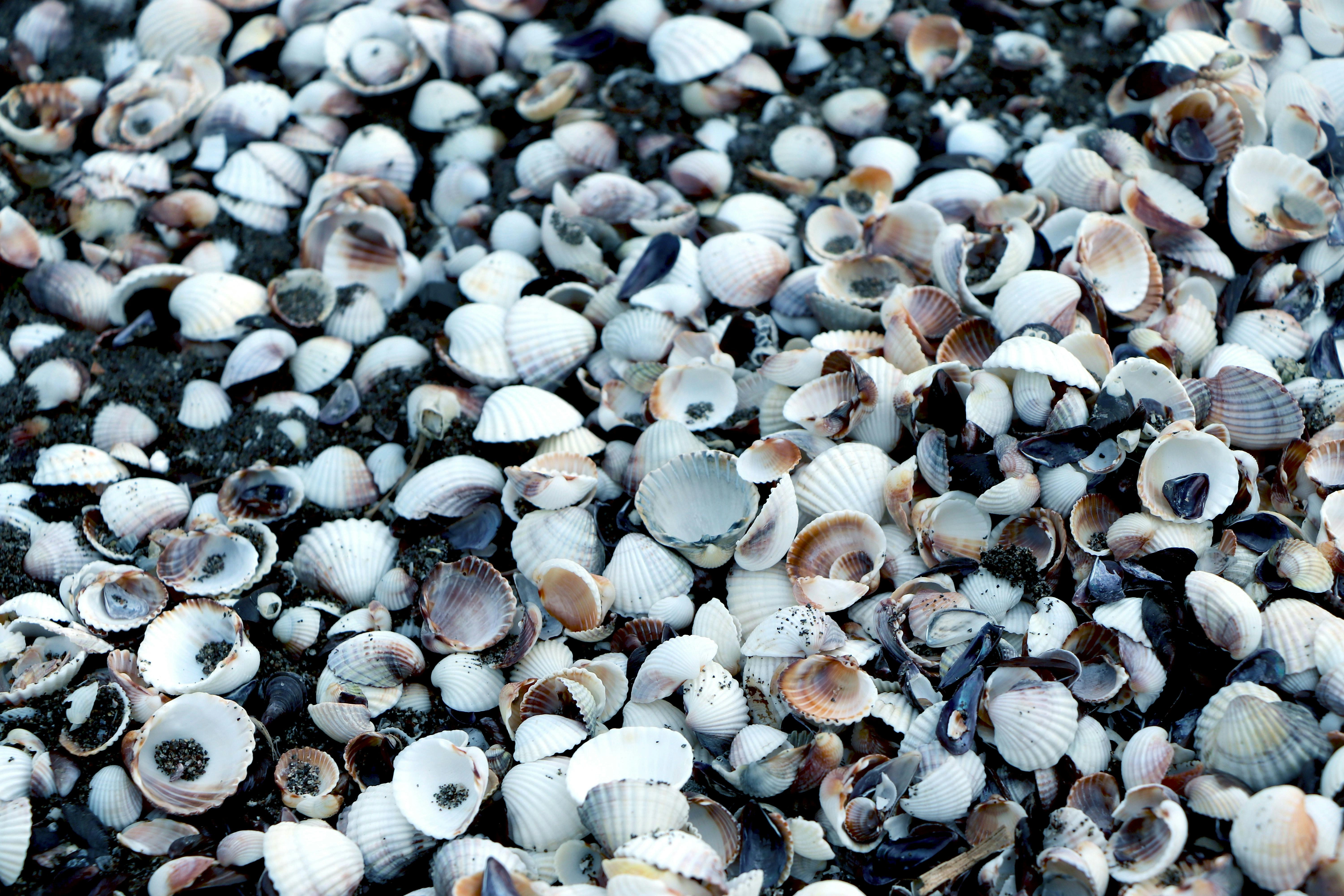 Seashells on Dark Sand Seashells on Dark Sand