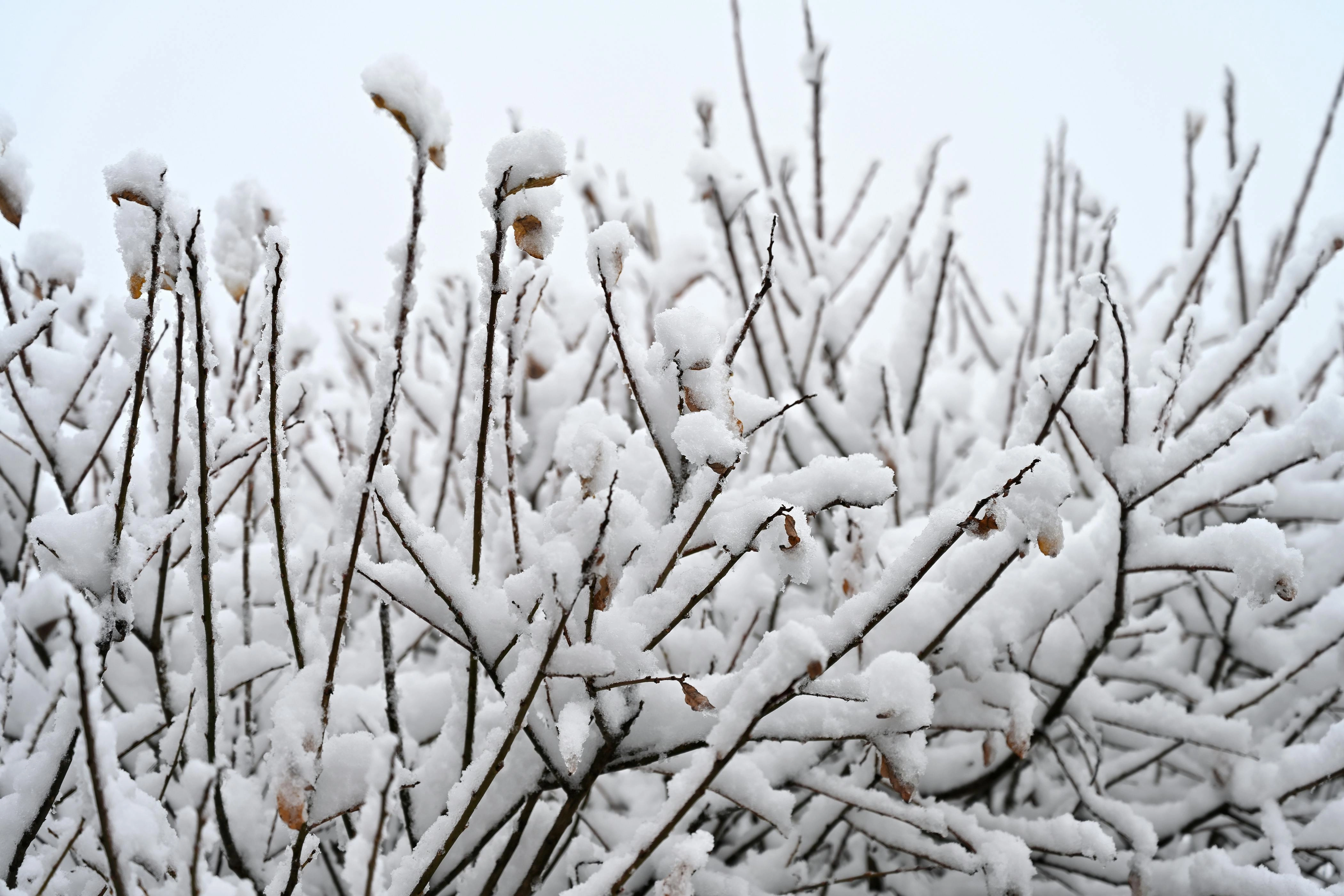 Snow-Covered Winter Branches