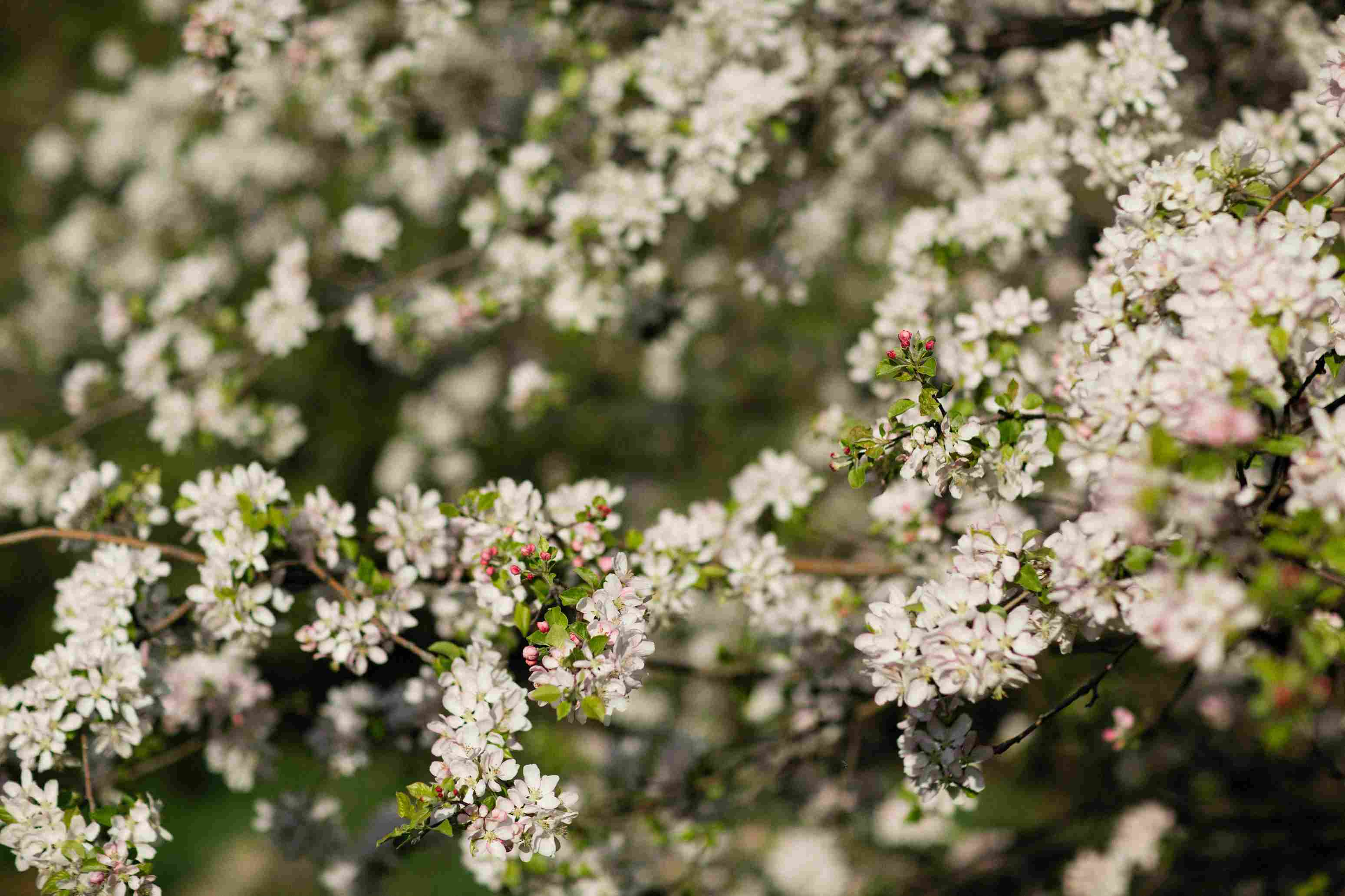 Spring Cherry Blossoms Blooming Spring Cherry Blossoms Blooming