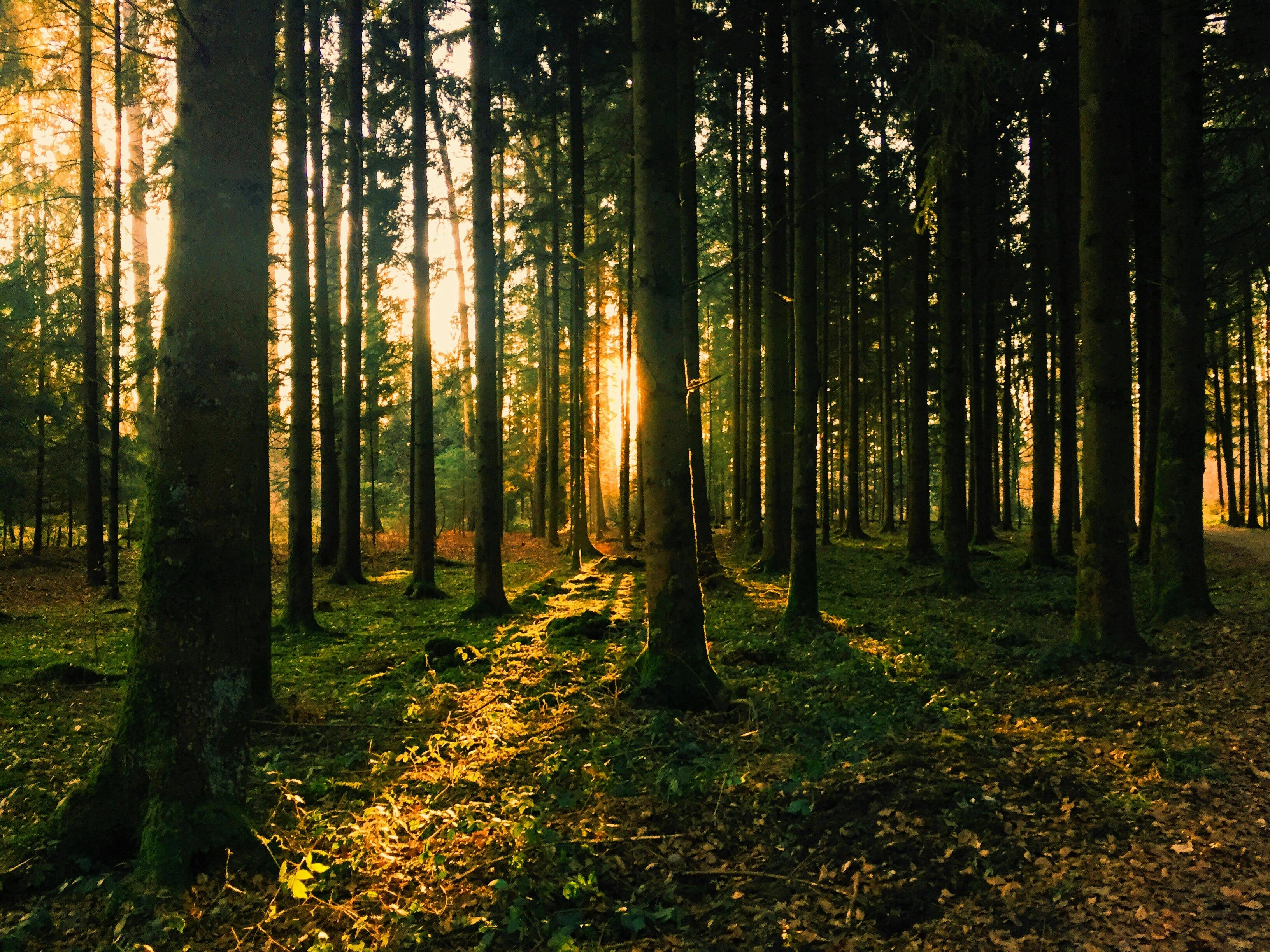 Sunlit Forest Path