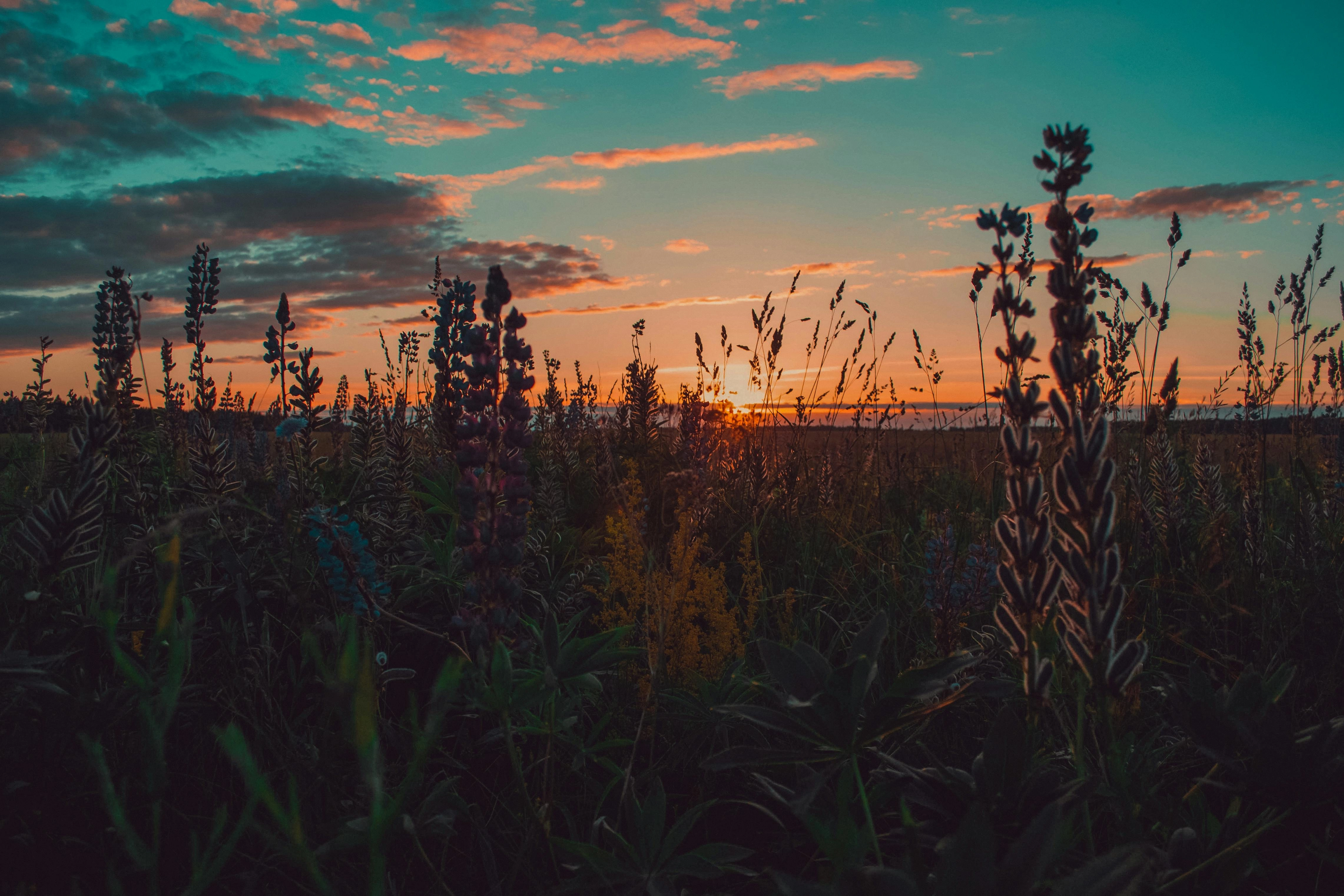 Sunset Over Wild Meadow Sunset Over Wild Meadow