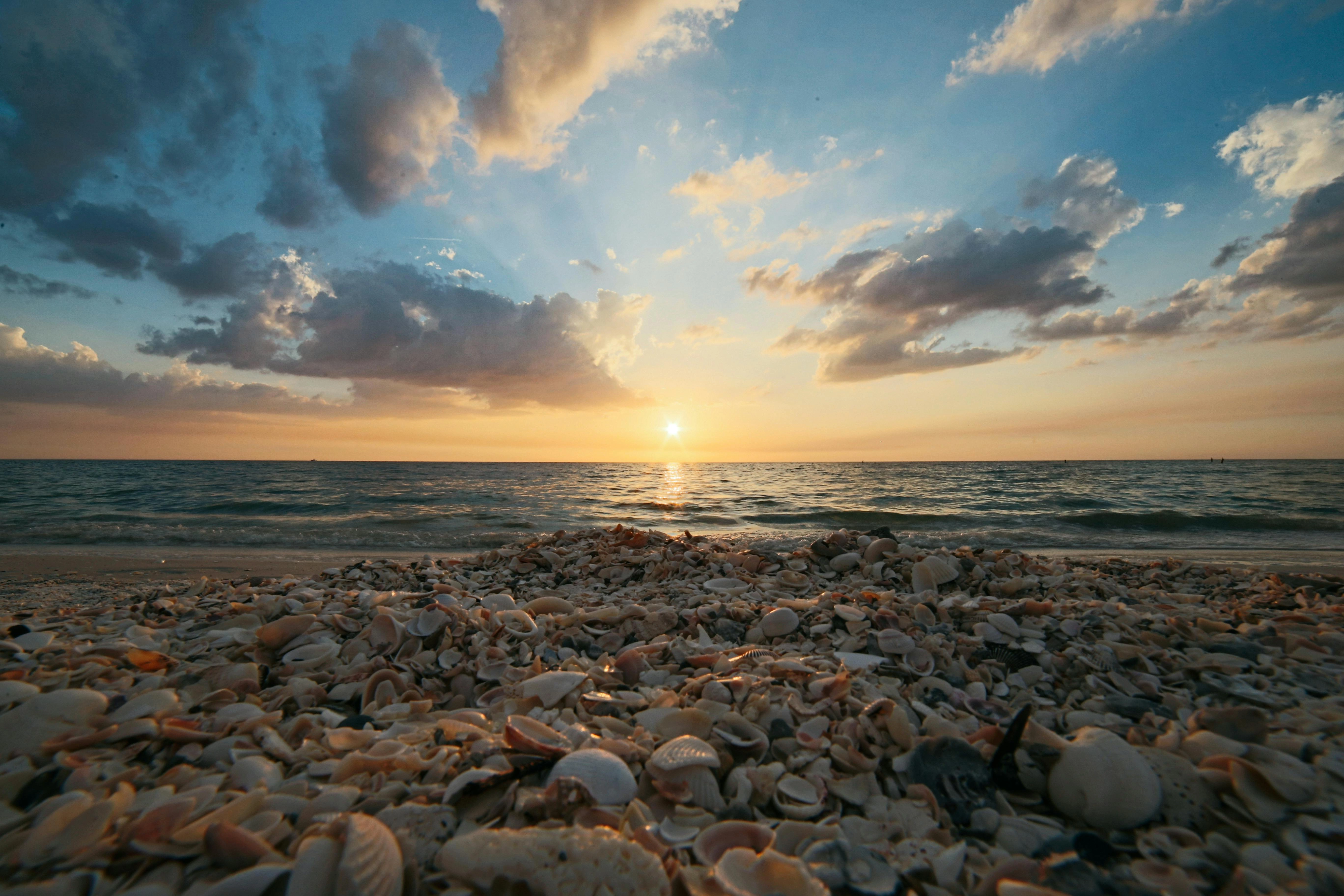 Sunset Seashell Color Palette, Combinations & Schemes | Octet Design Labs