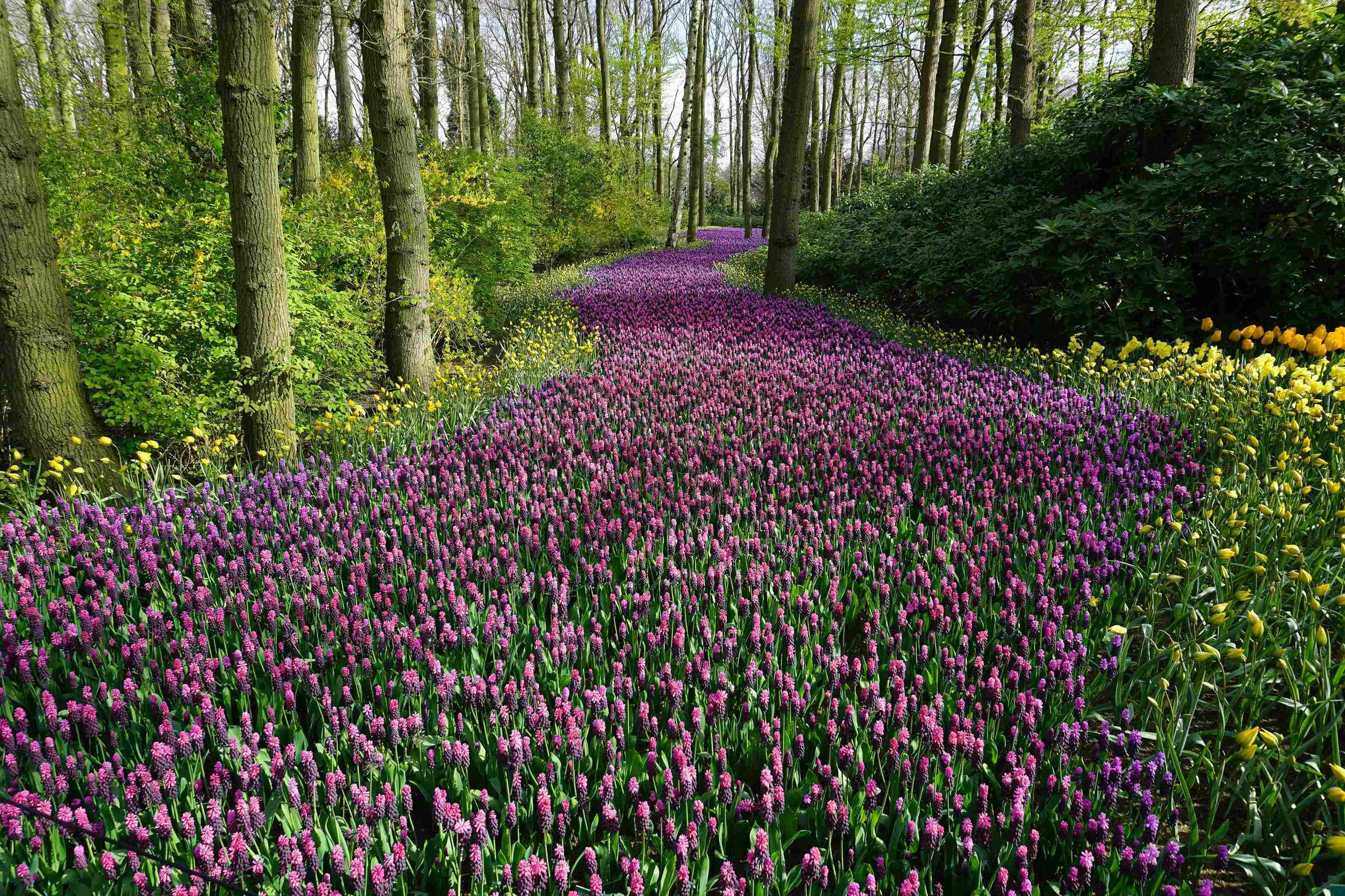 Vibrant Forest Flower Carpet Vibrant Forest Flower Carpet