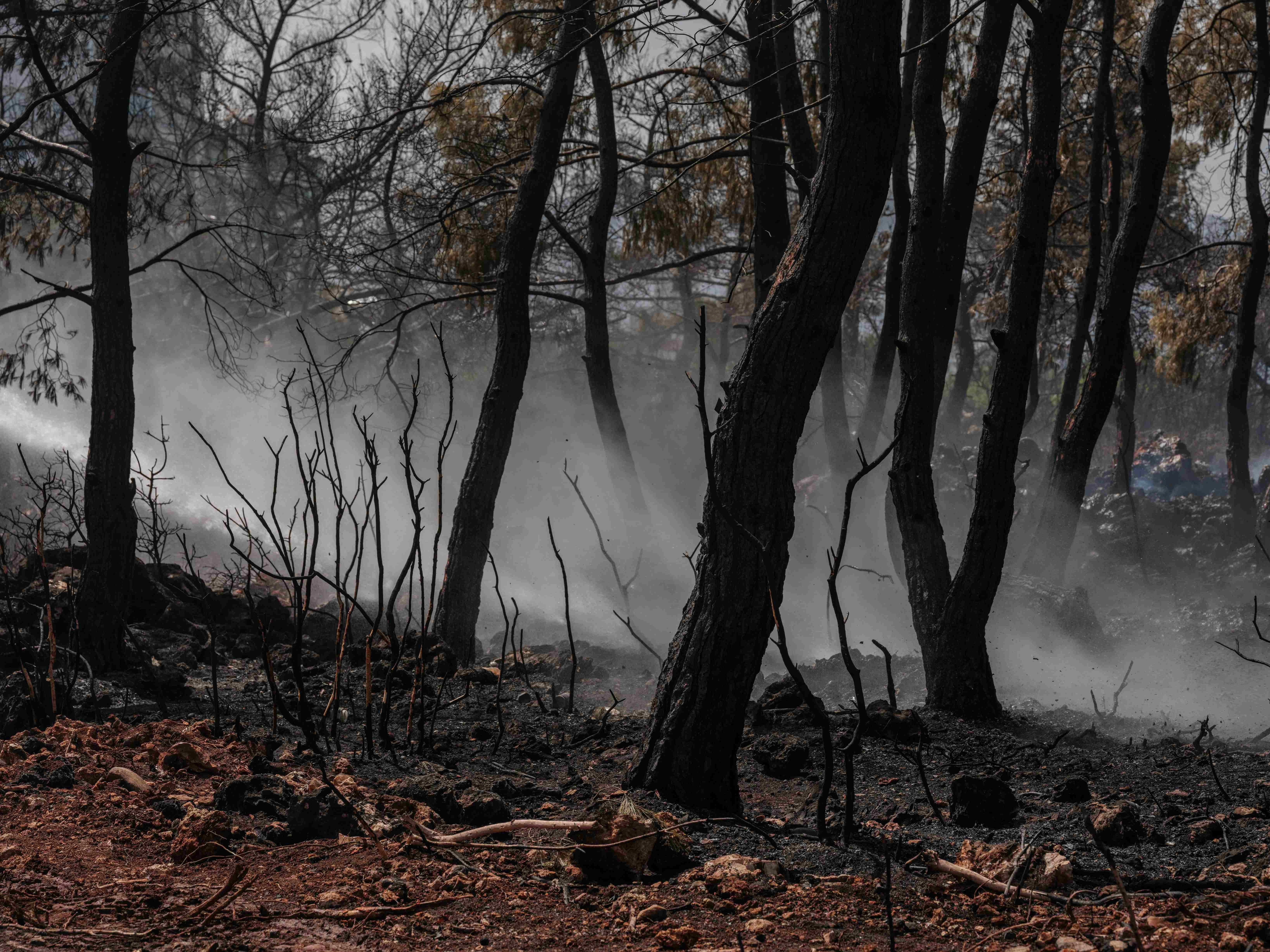 Burnt Forest Aftermath