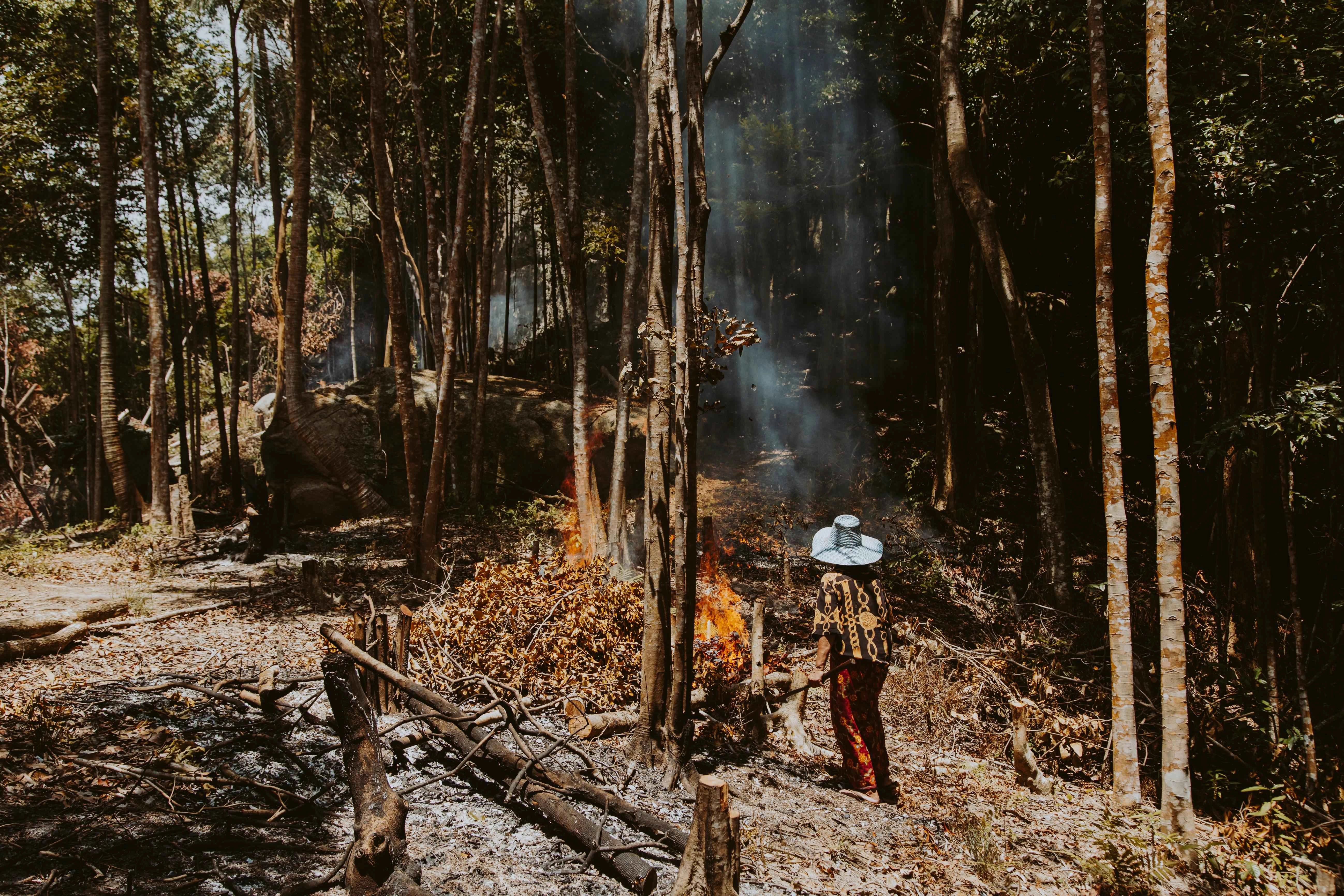 Forest Burn and Observation