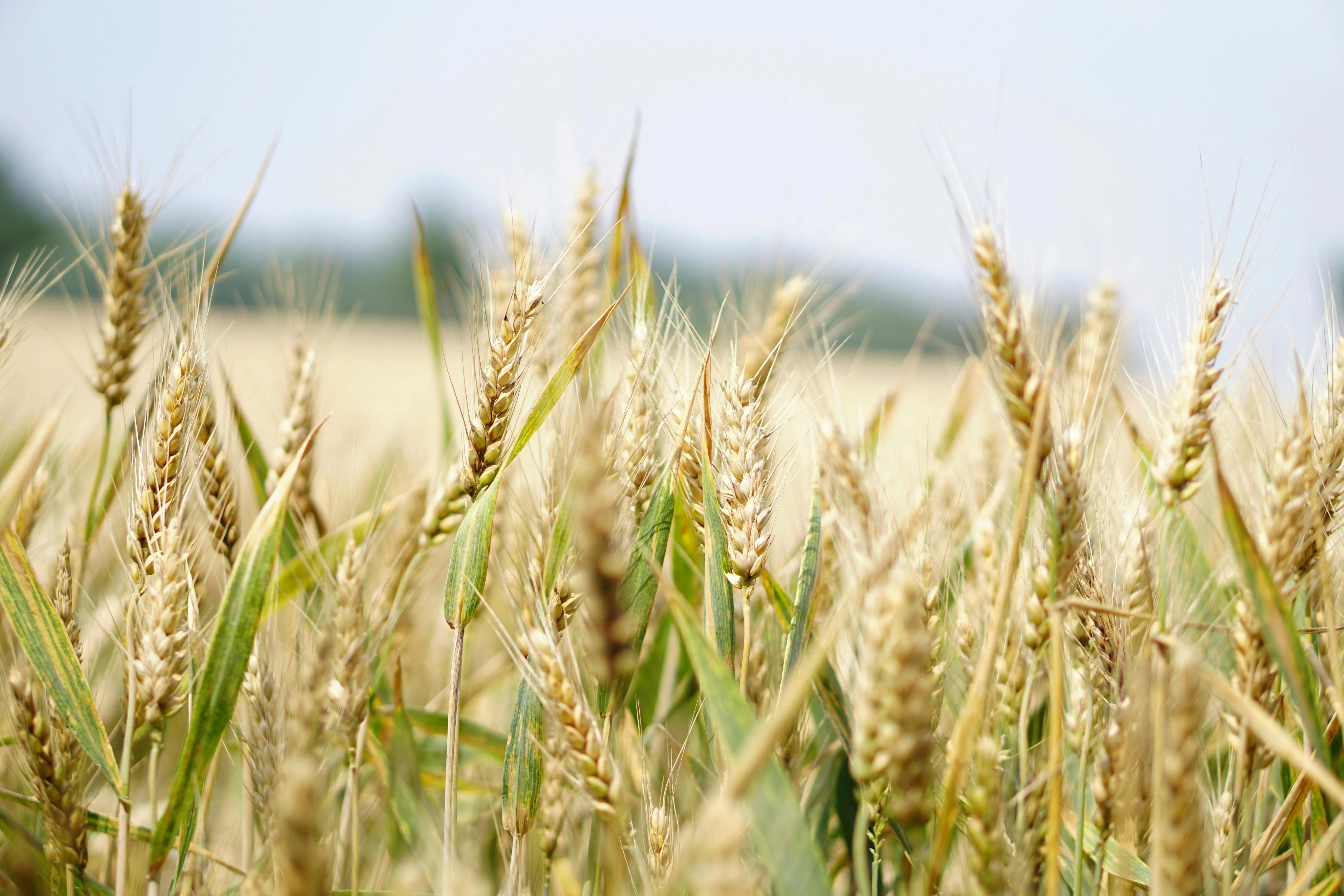 Golden Wheat Field Close-up