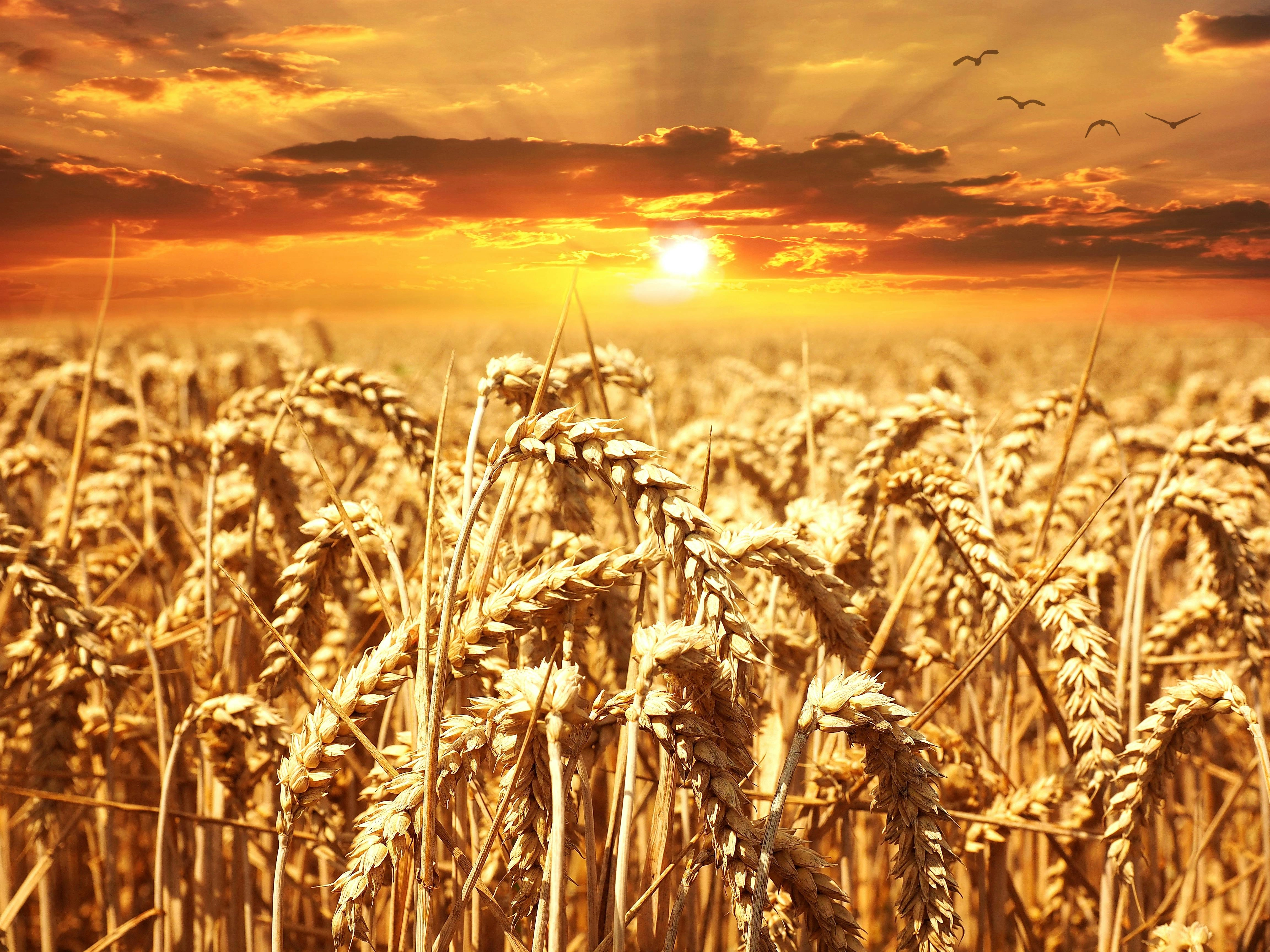 Golden Wheat Field Sunset