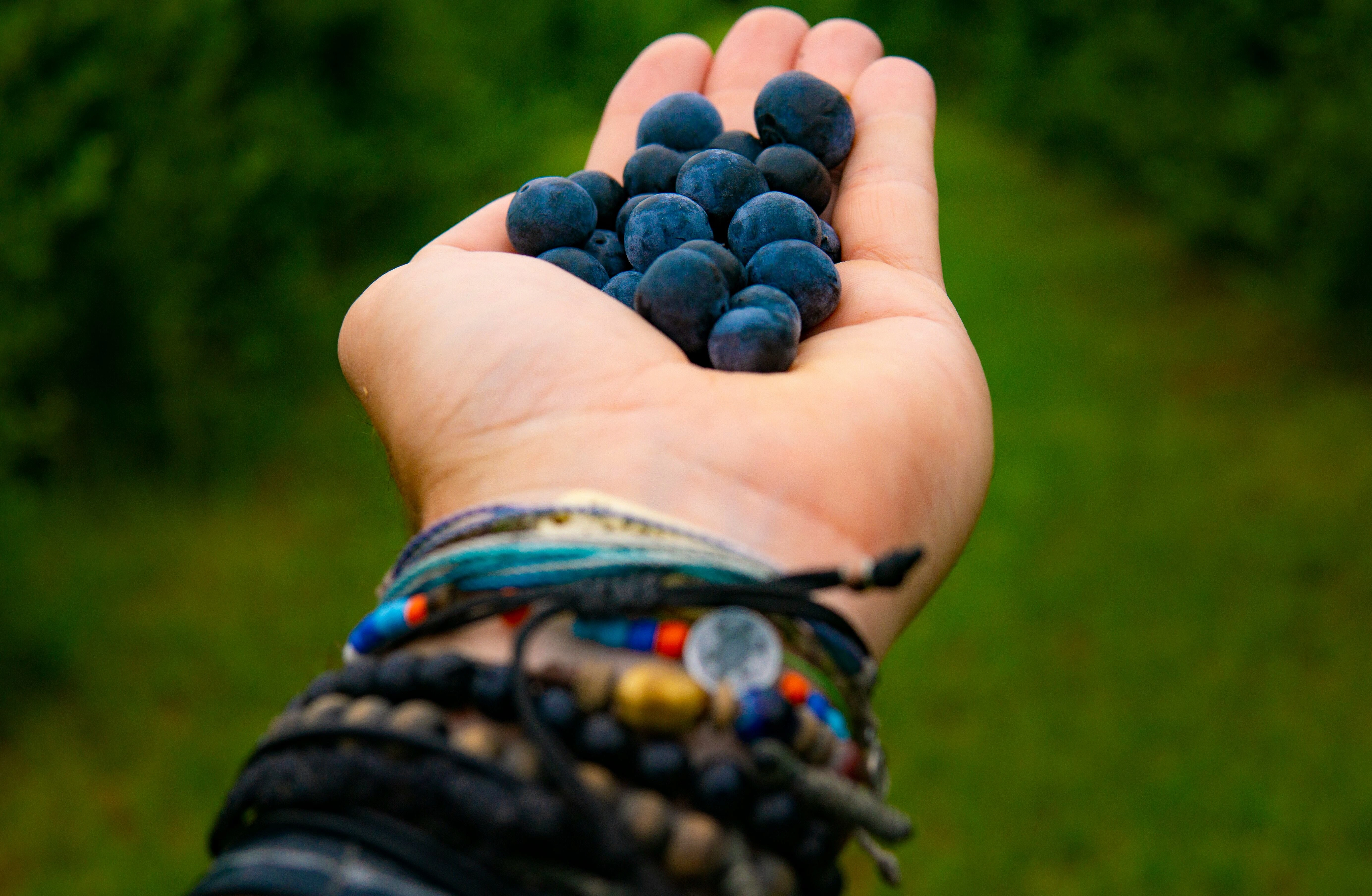 Blueberries in Hand Blueberries in Hand
