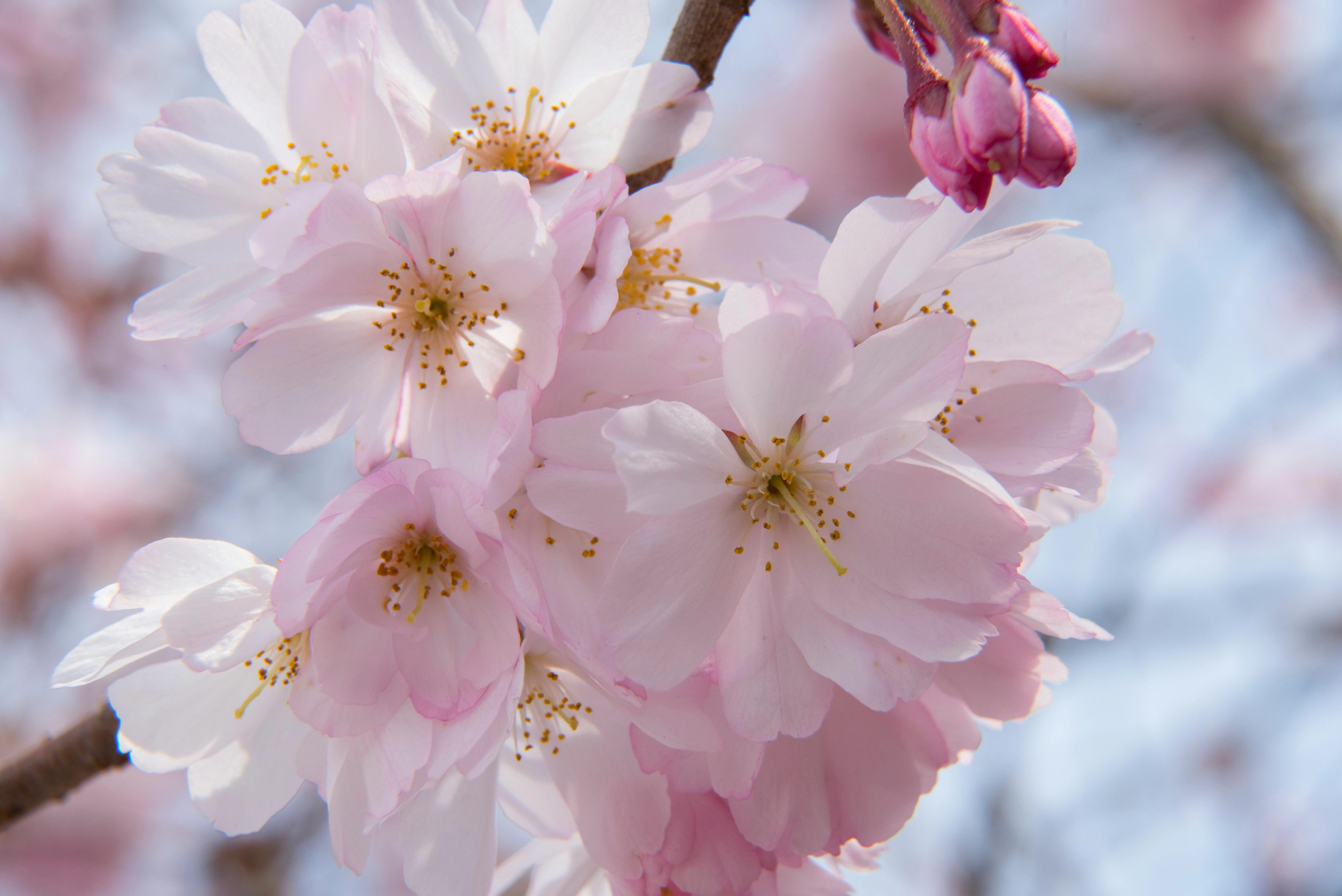 Delicate Cherry Blossoms Blooming Delicate Cherry Blossoms Blooming