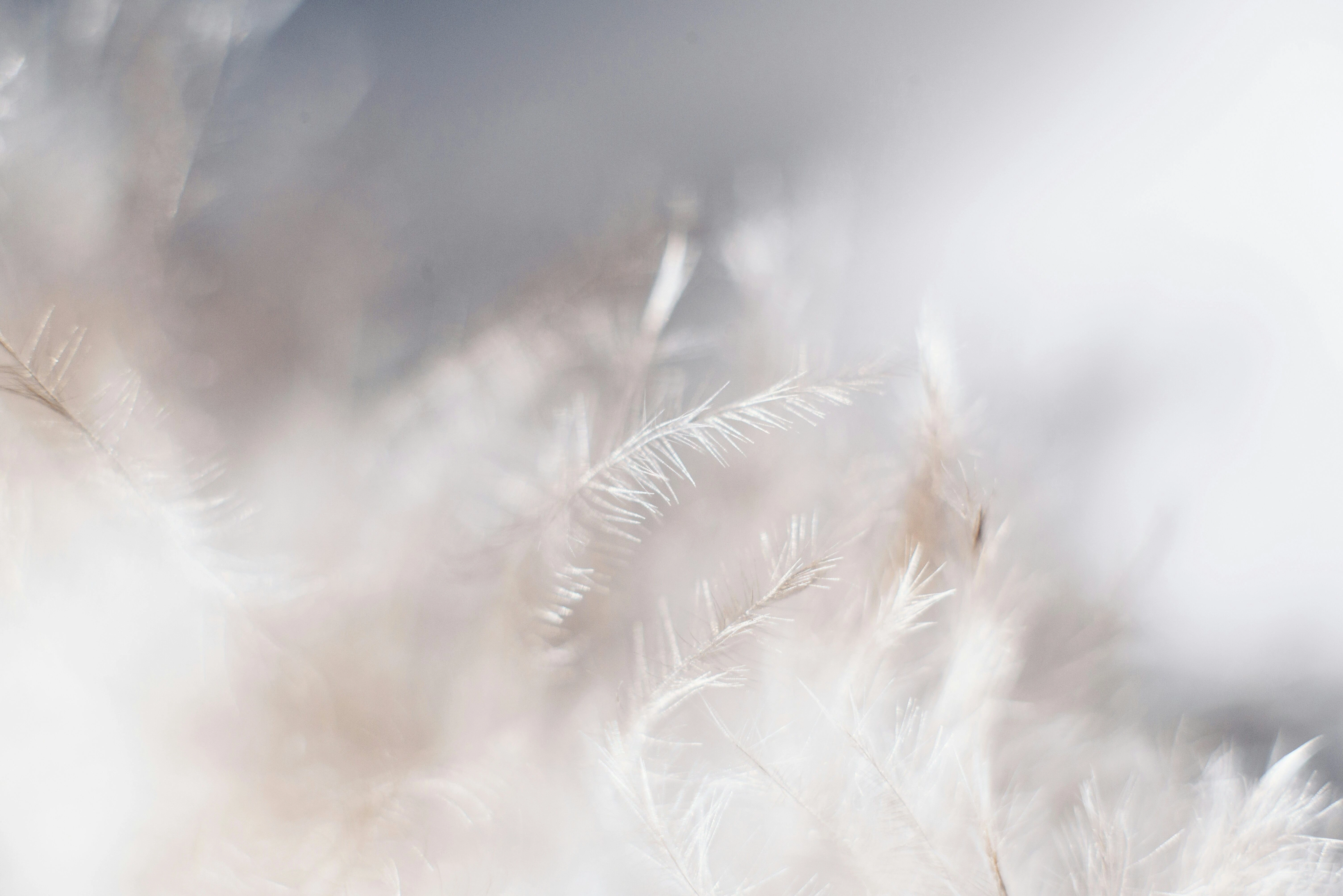 Delicate Feathery White Texture Delicate Feathery White Texture