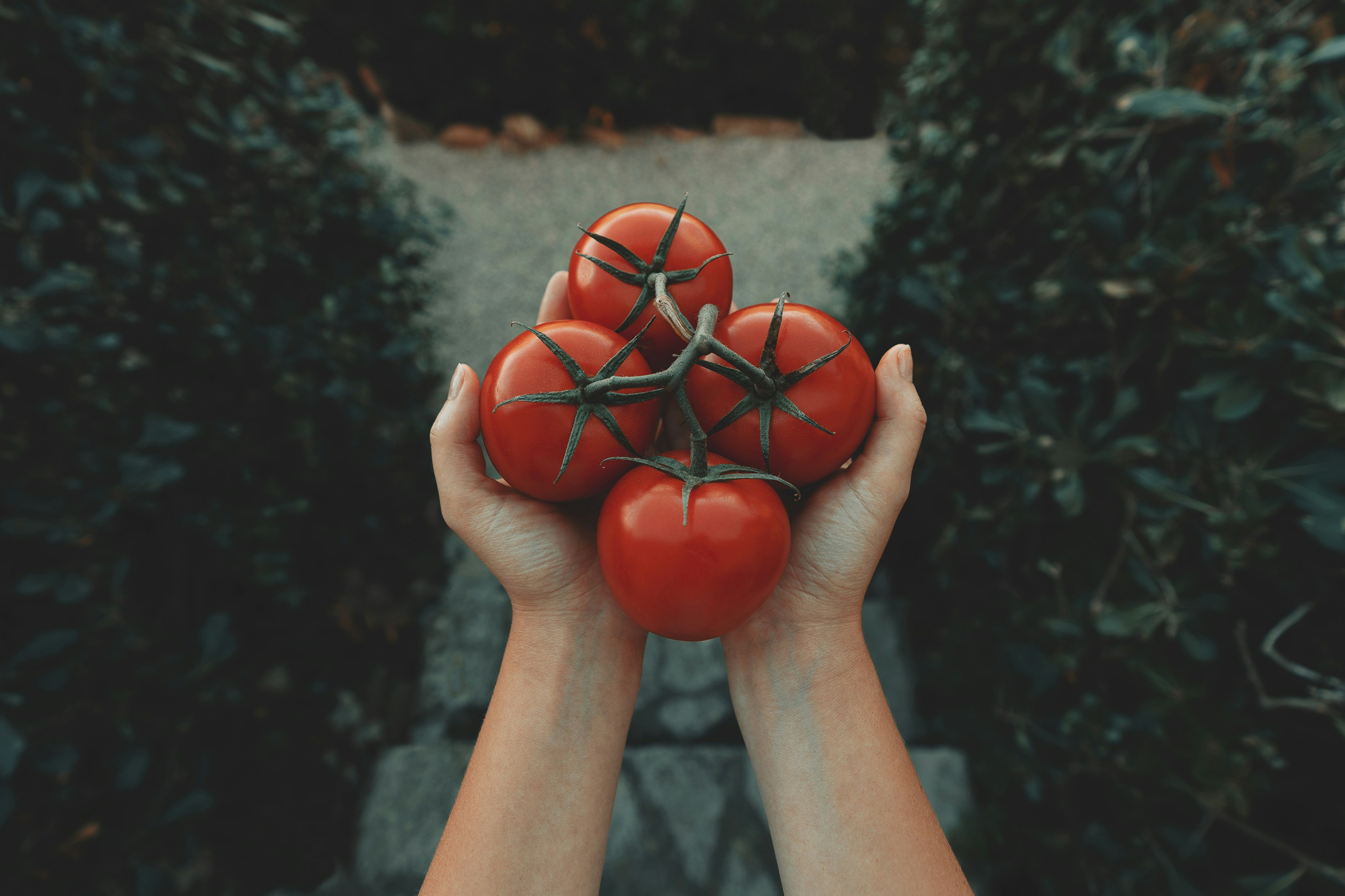 Fresh Tomatoes in Hands Fresh Tomatoes in Hands